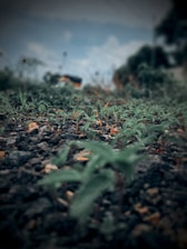 A green plant is growing in the dirt