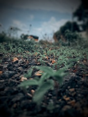 A green plant is growing in the dirt