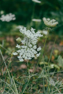 A close up of a white flower in a field