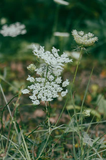 A close up of a white flower in a field