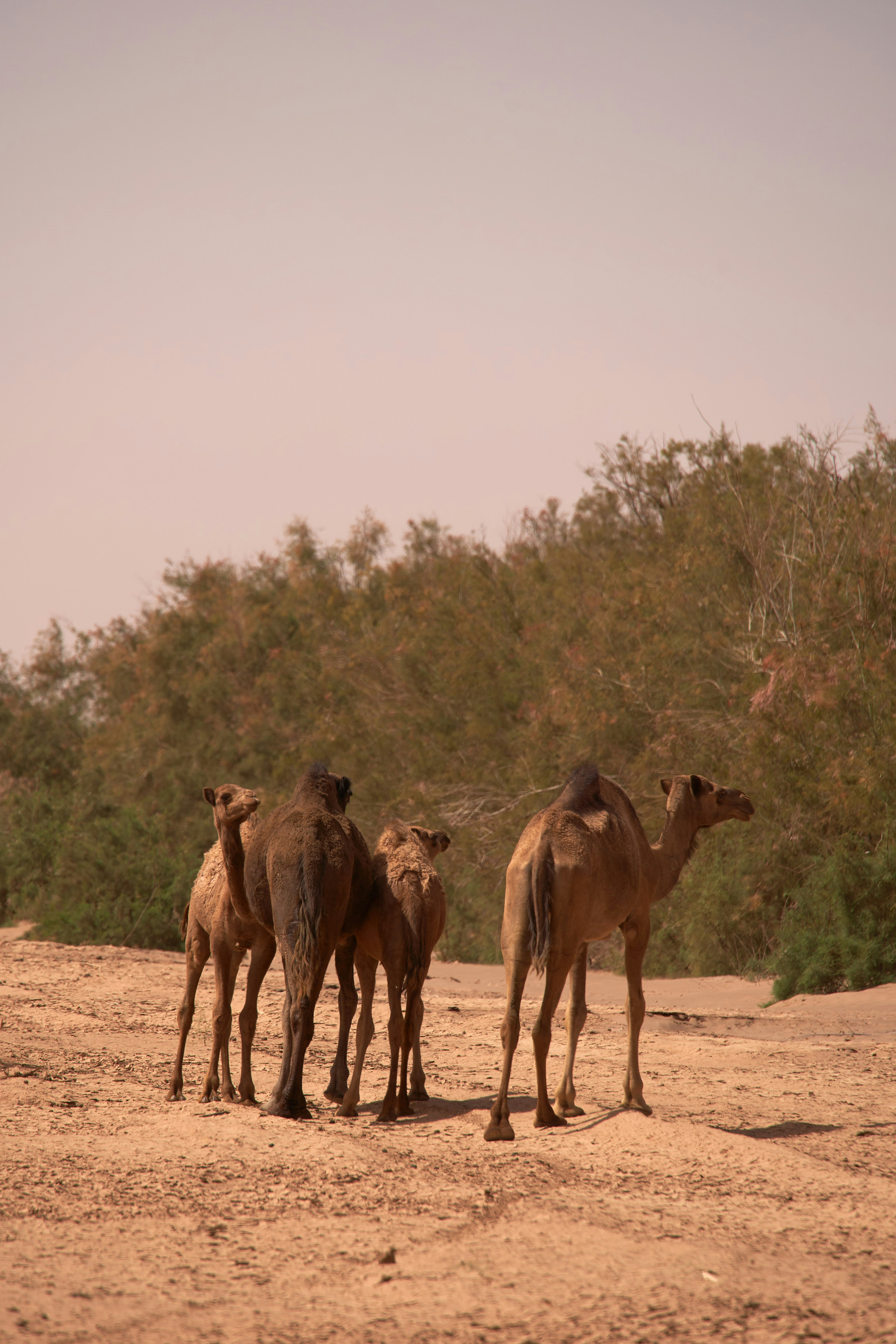 Photo by wolfgang_hasselmann