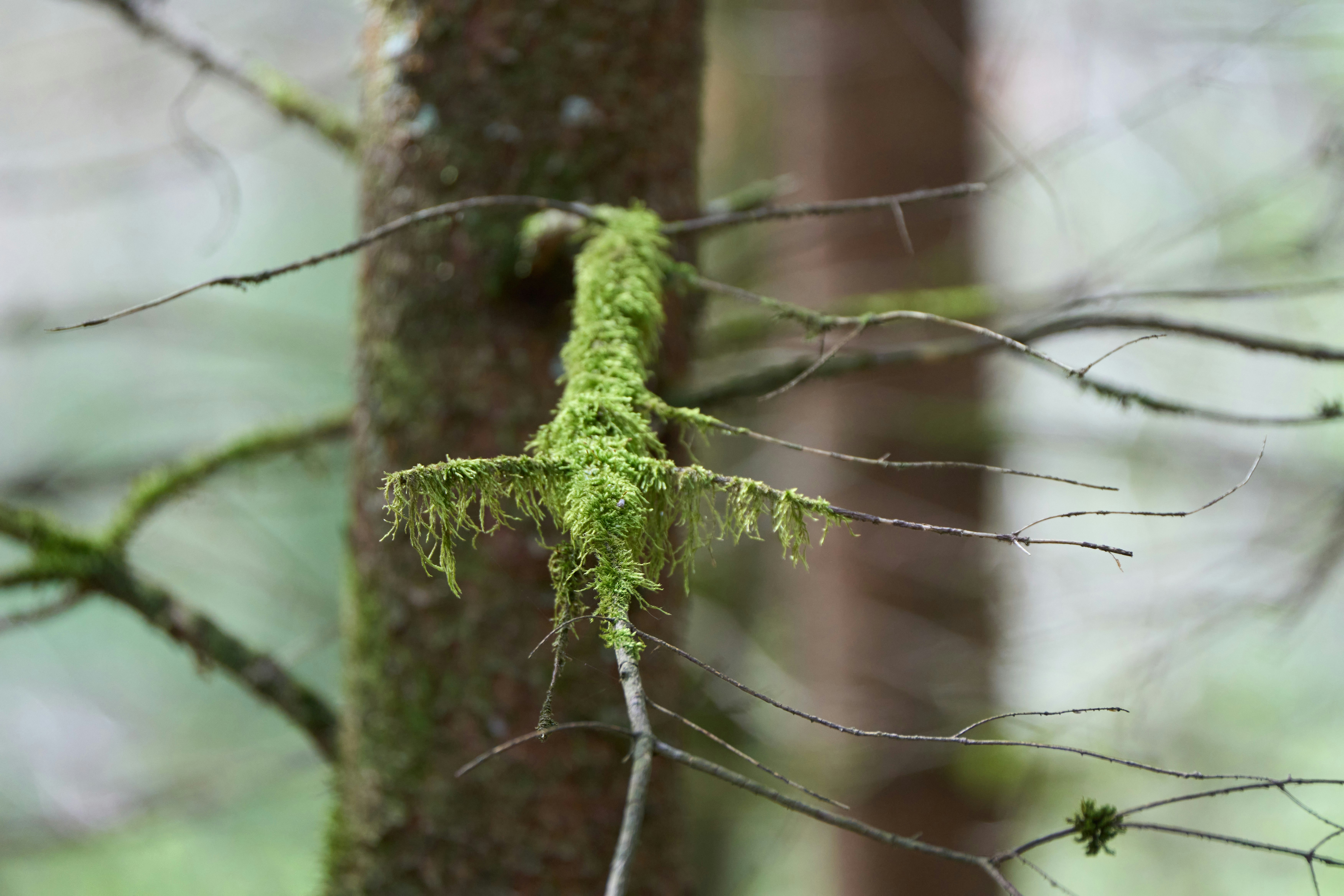 Photo by wolfgang_hasselmann