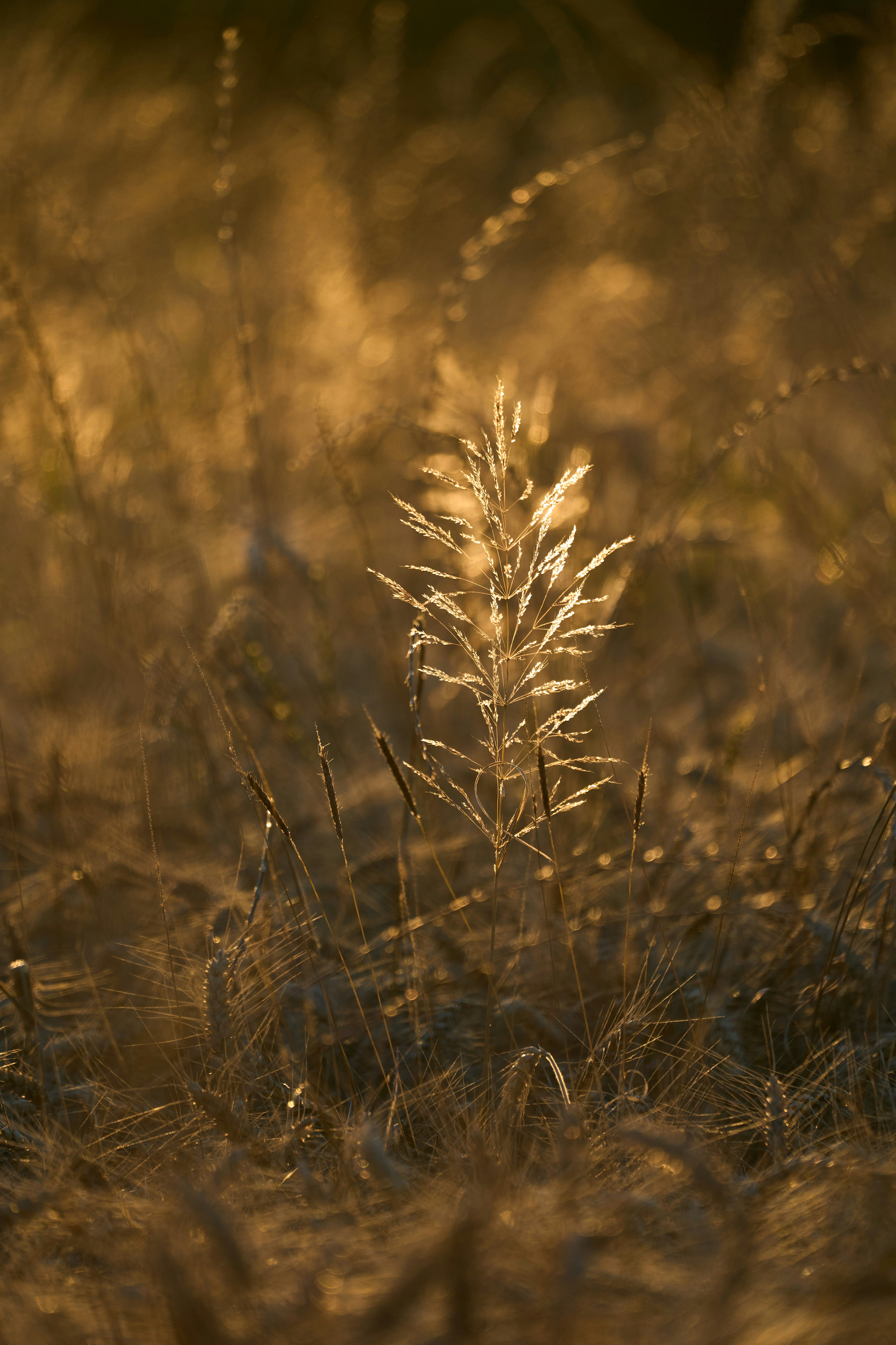 Photo by wolfgang_hasselmann