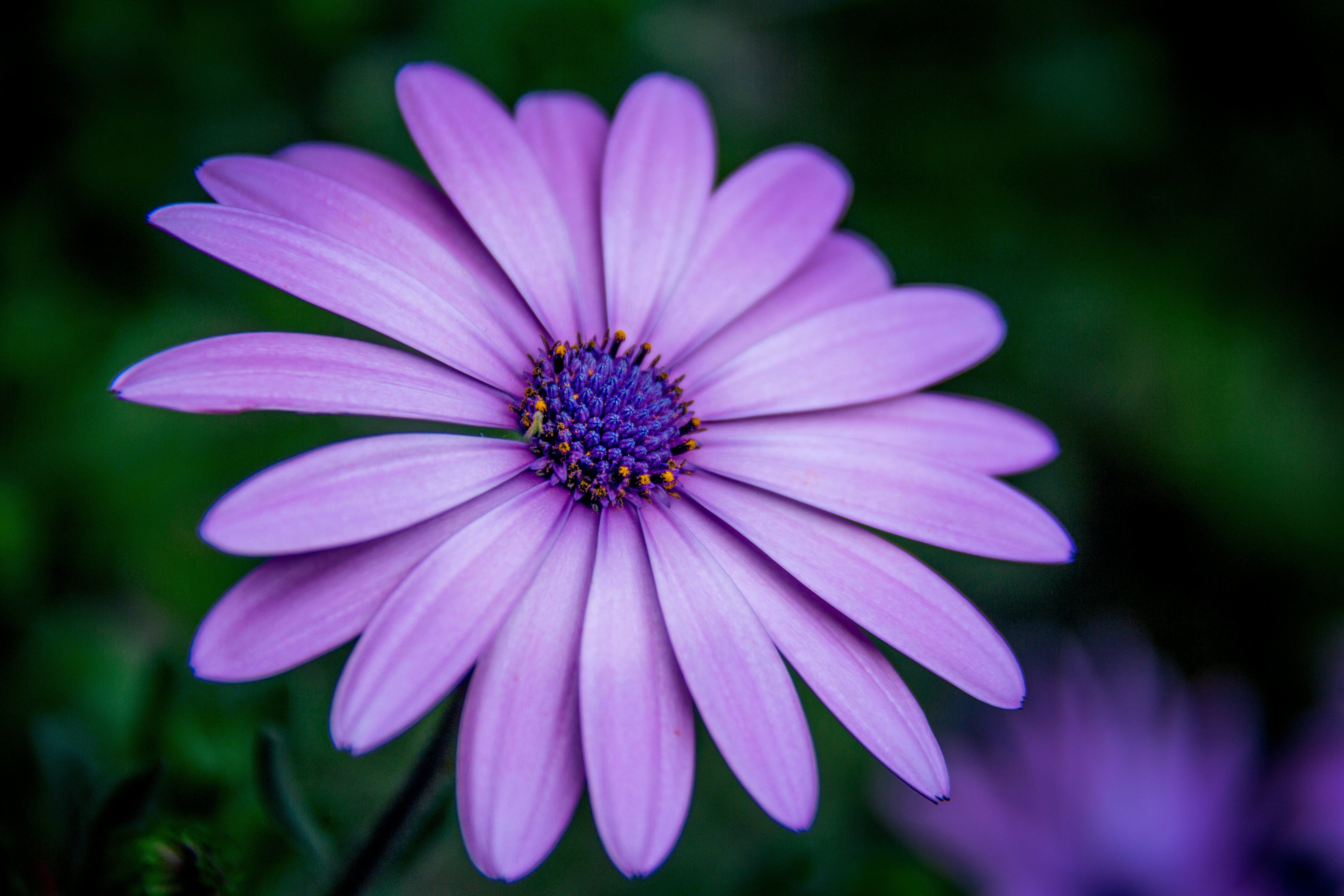 Photo by gabrielenatussi