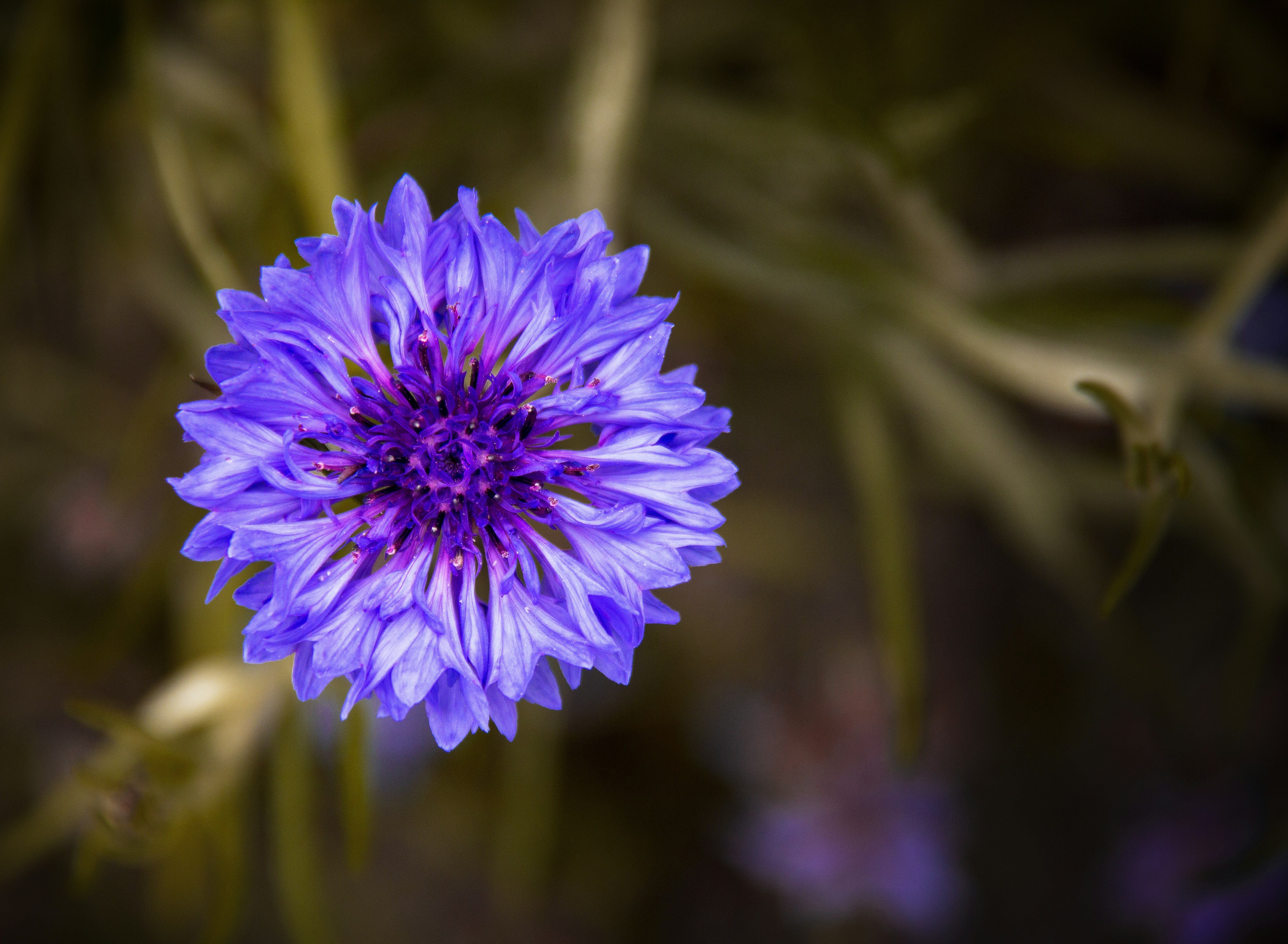 Photo by gabrielenatussi