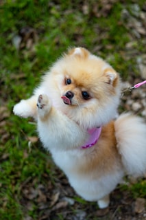 A small white dog standing on its hind legs