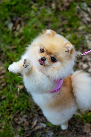 A small white dog standing on its hind legs