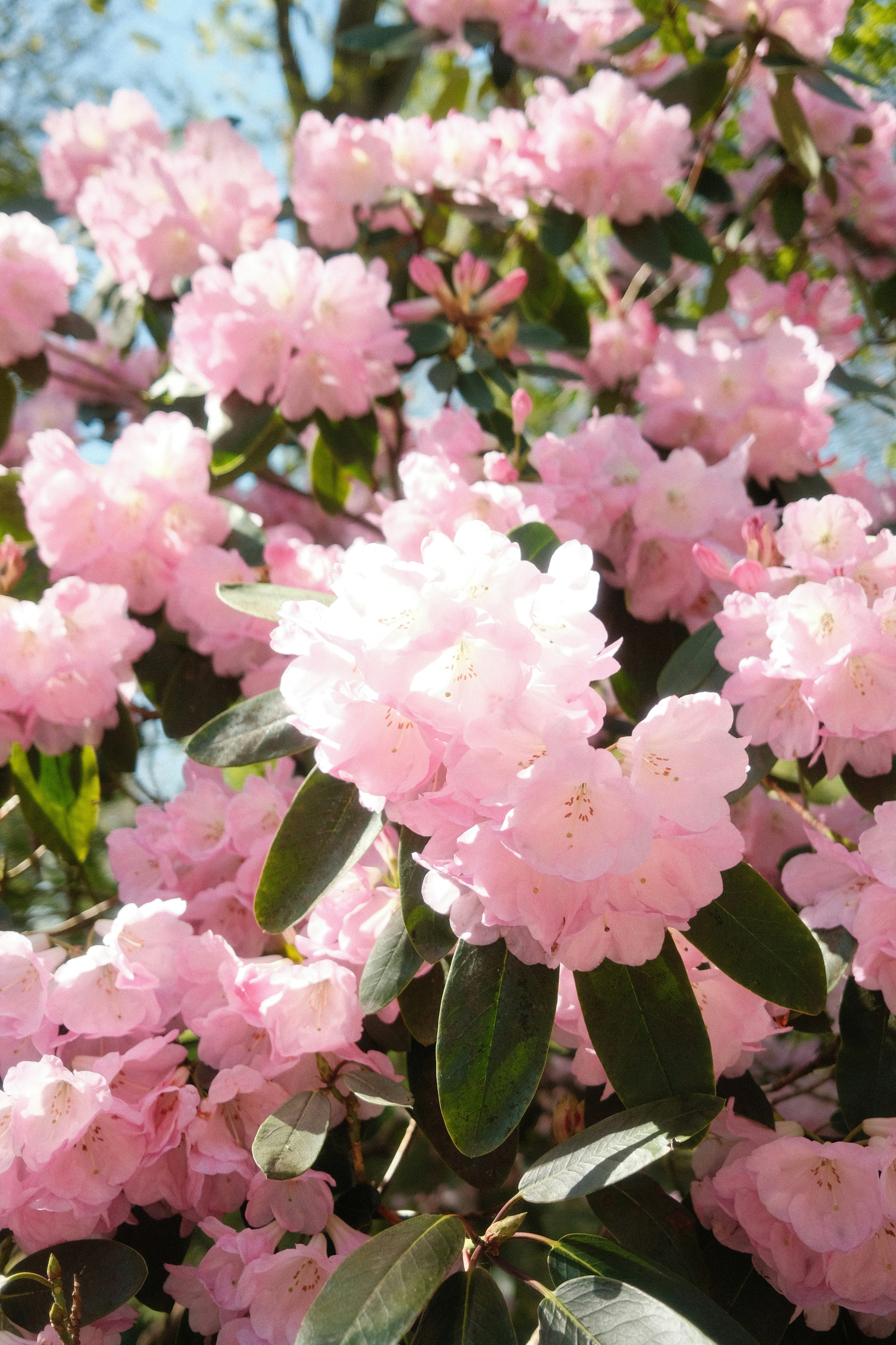 Photo by harryborrettphotography