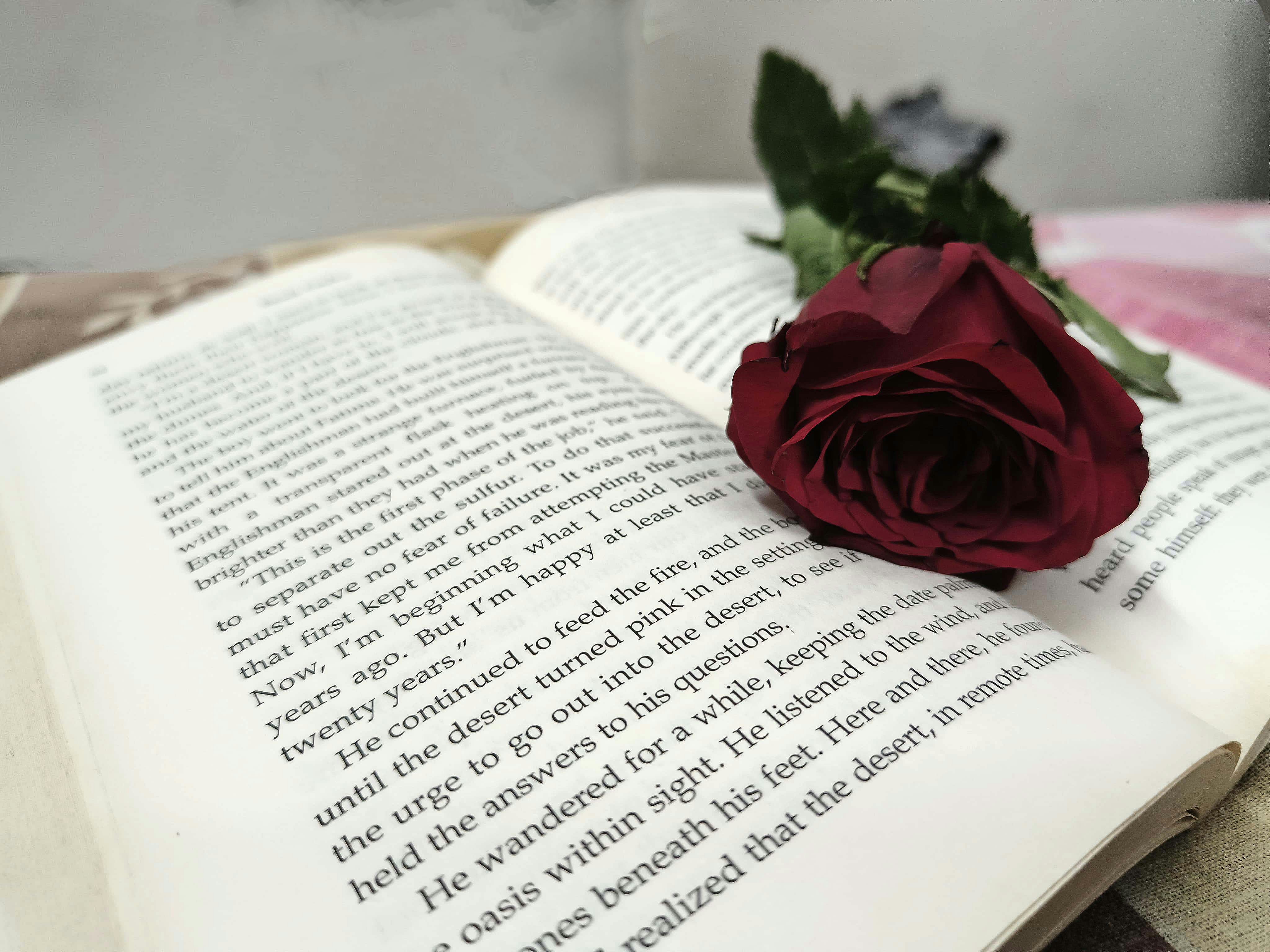 Reading book with a sweet smell of rose