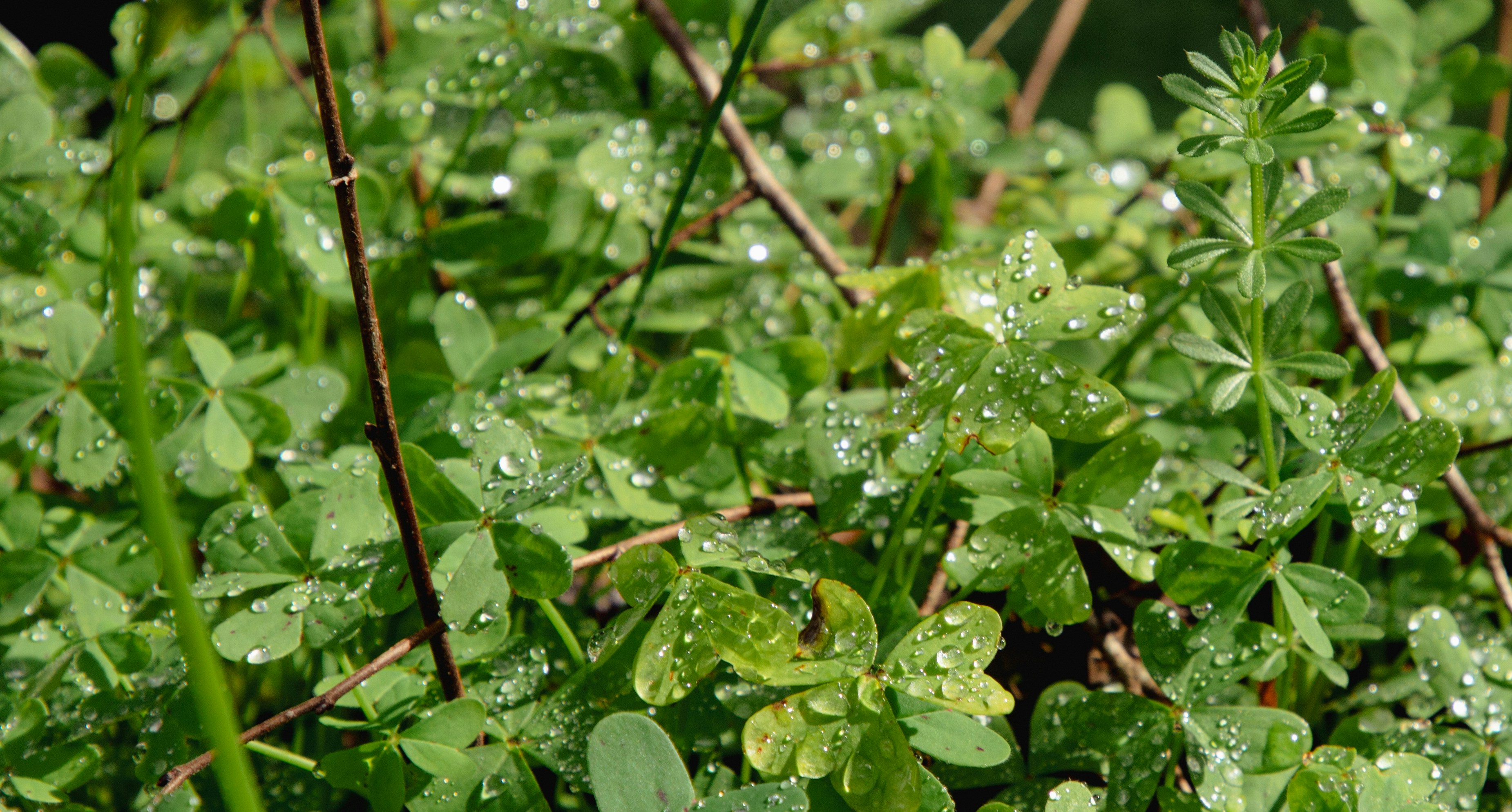 A close up of a plant with water droplets on it
