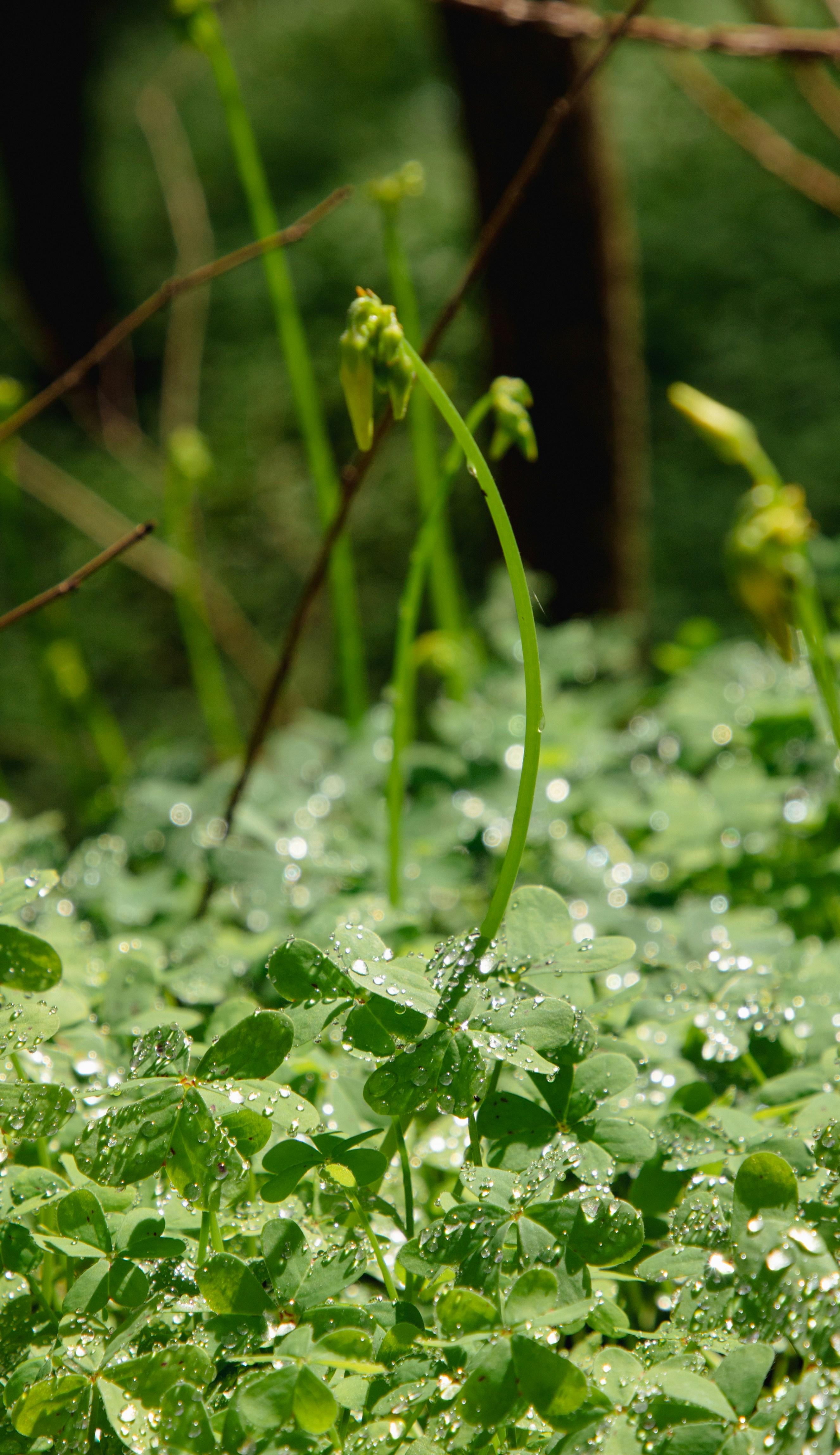 A close up of a plant with water droplets on it