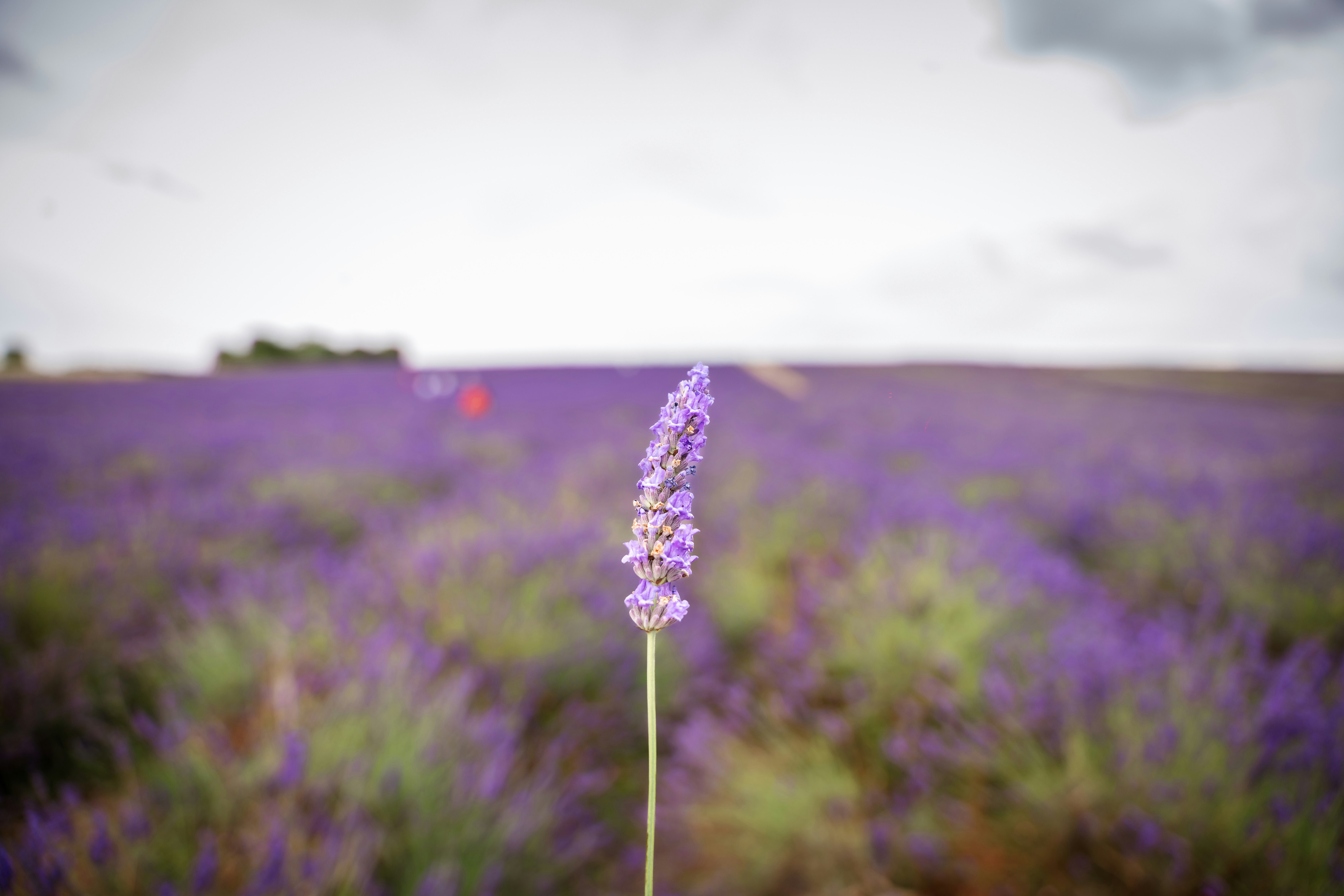 A purple flower in a field of lavender