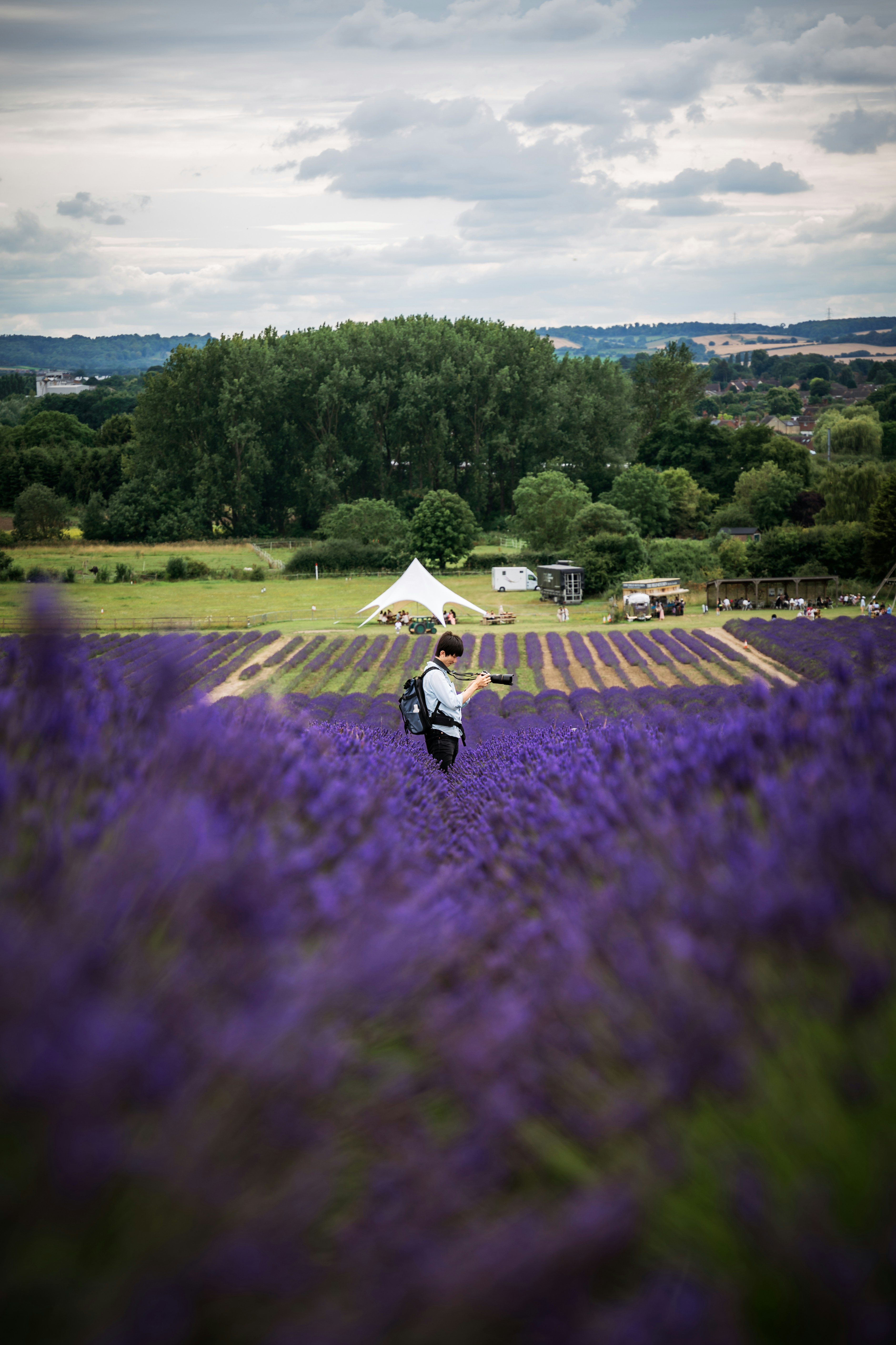 A person standing in a field of purple flowers