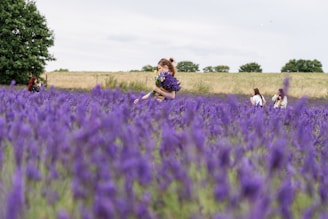 A group of people walking through a field of purple flowers