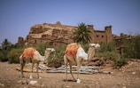 A couple of camels that are standing in the dirt