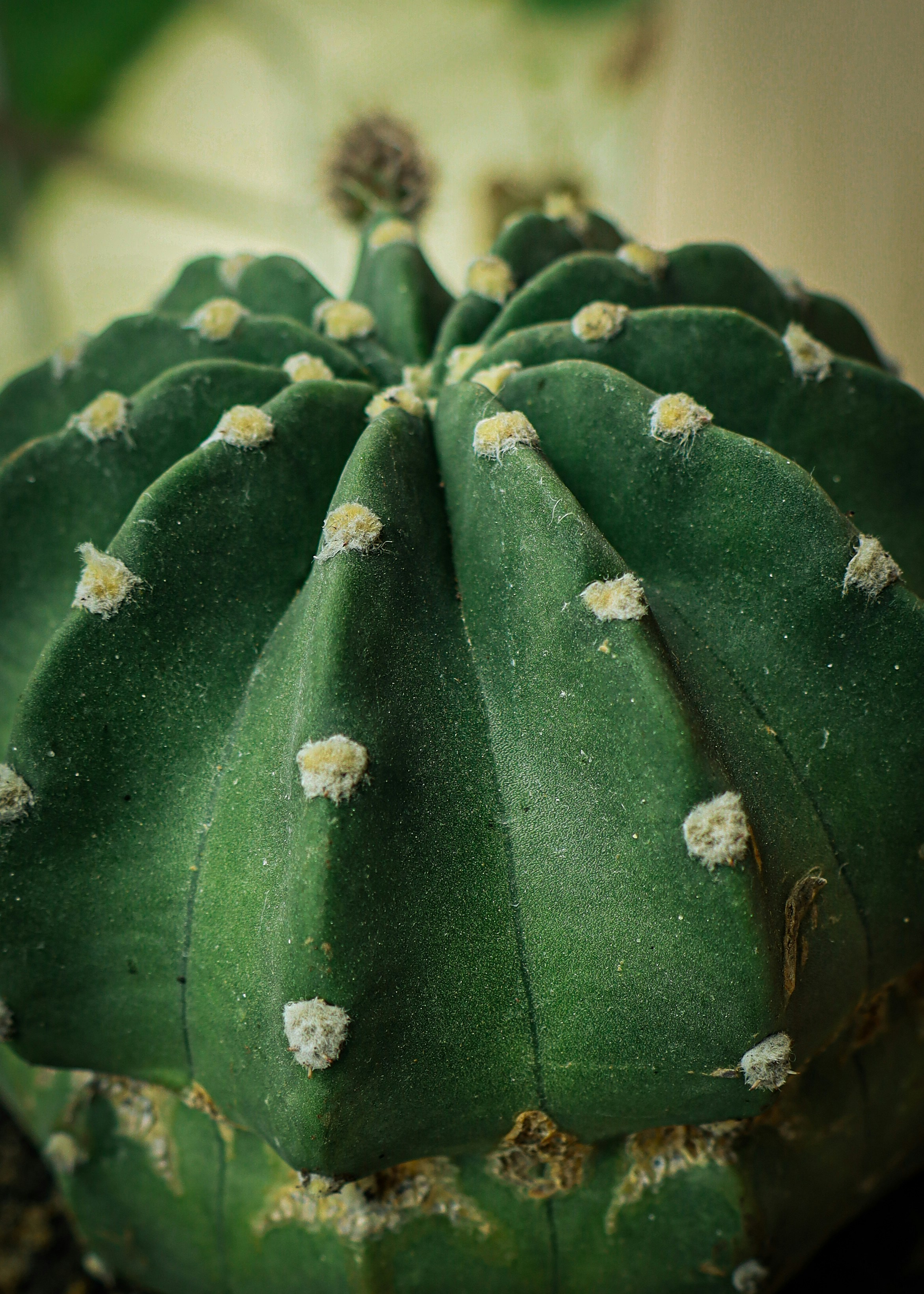 A close up of a green plant with white flowers