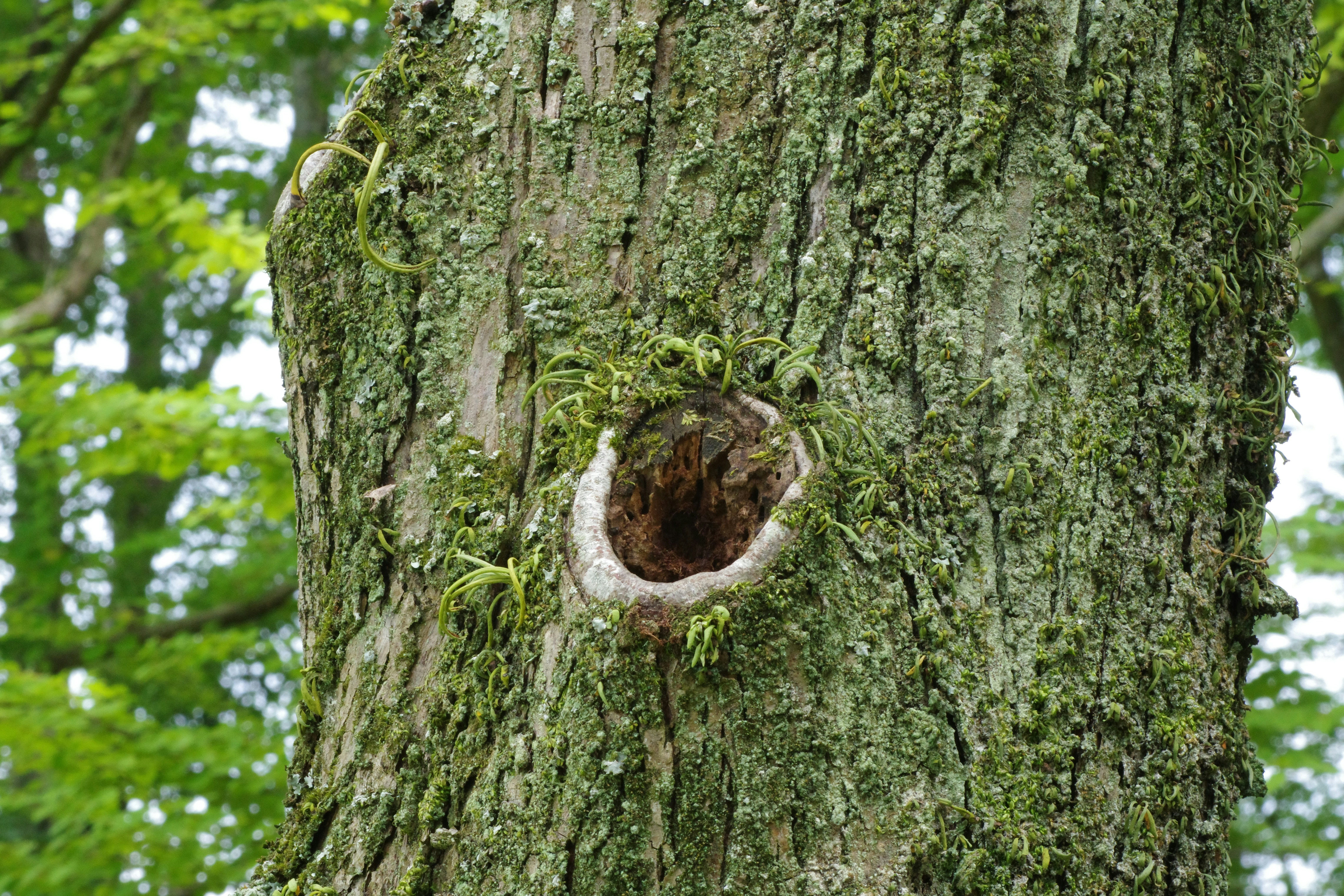 Clear signs of a hazardous tree, like a large cavity or mushroom growth at the base - arborist Woburn MA