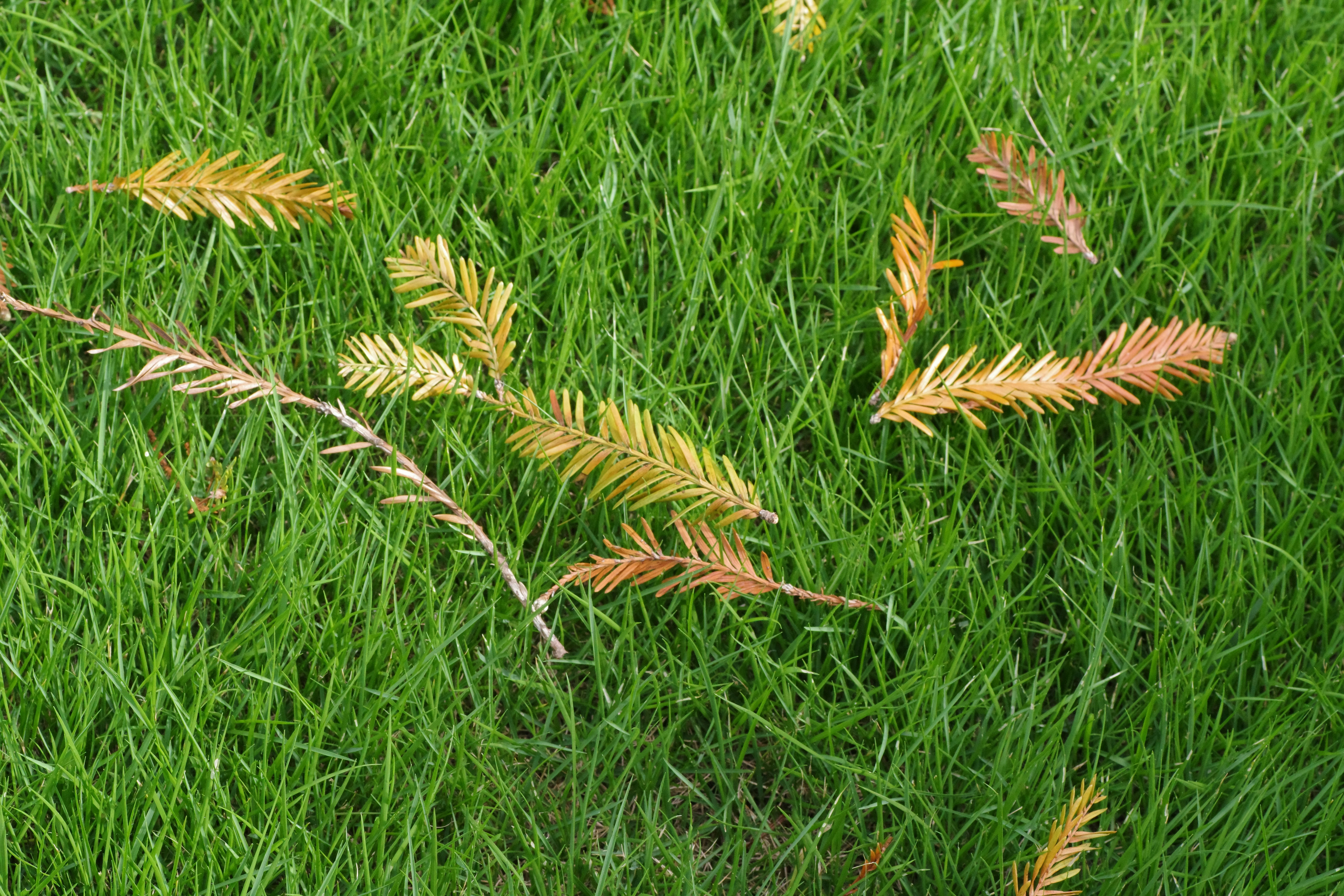 Beautiful green and flower garden
