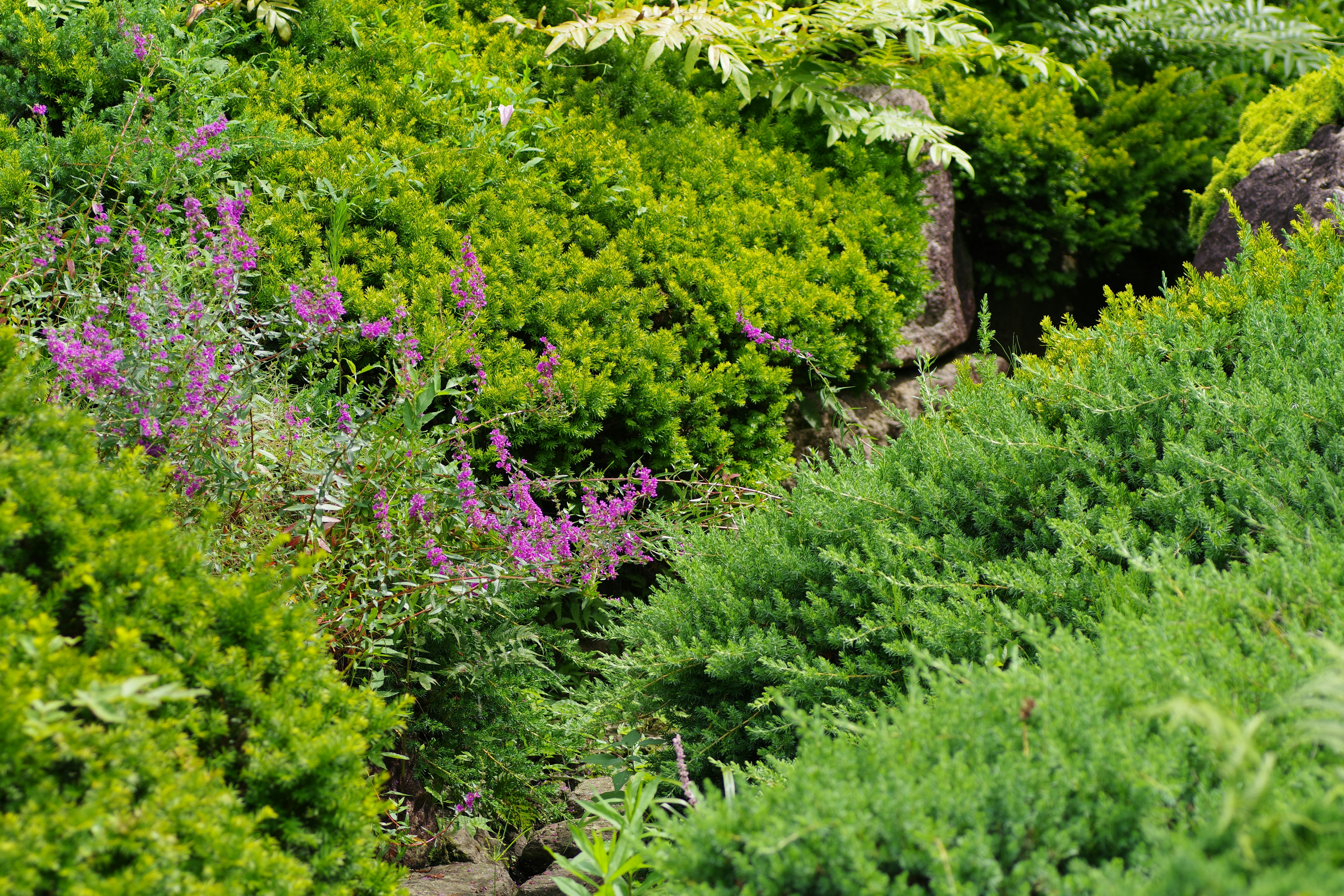 Beautiful landscaped garden with lush greenery