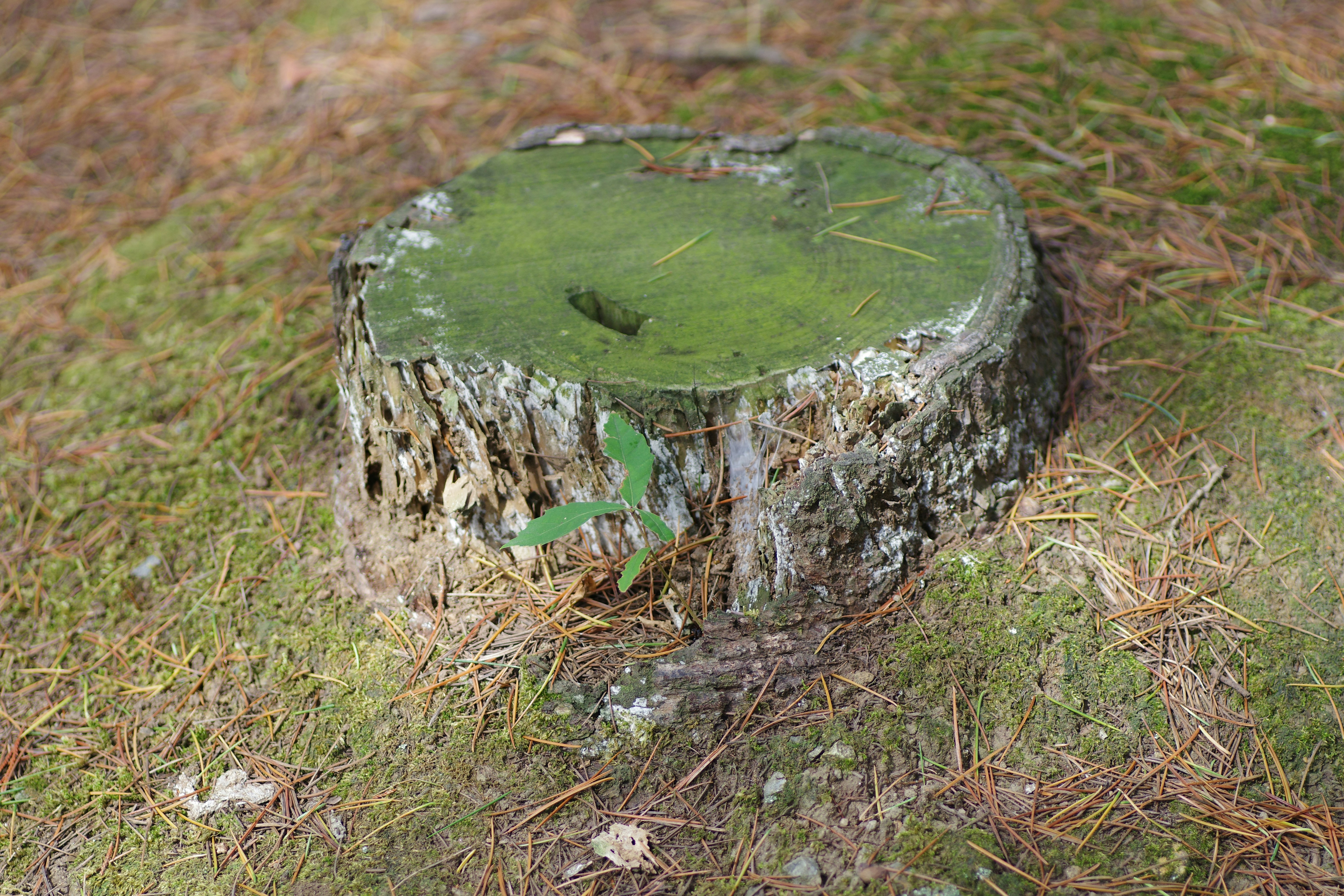 A tape measure across a large stump, showing how to measure diameter - stump grinding cost calculator