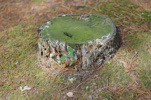 A tree stump with a green substance on top of it