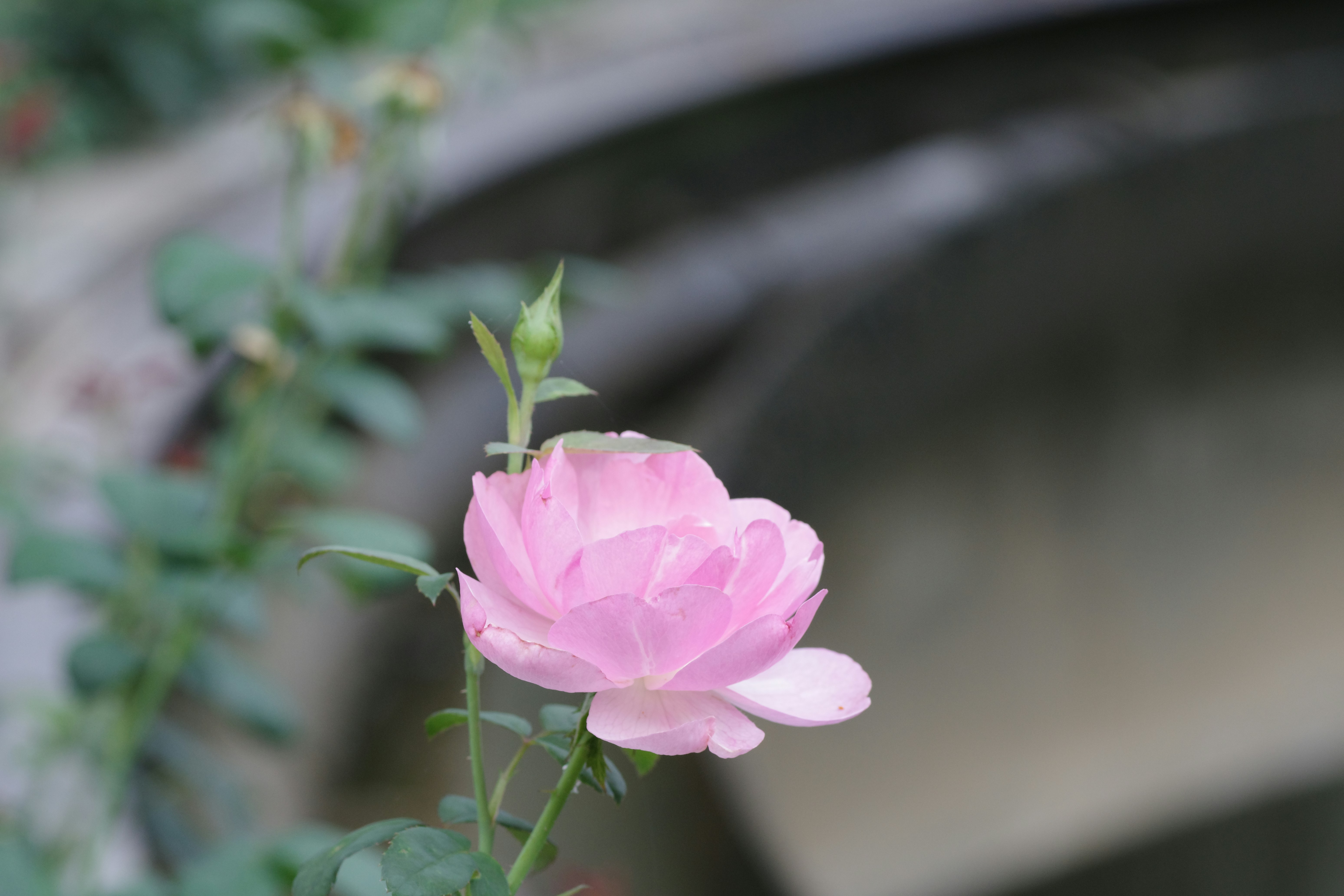 A single pink rose in front of a bridge