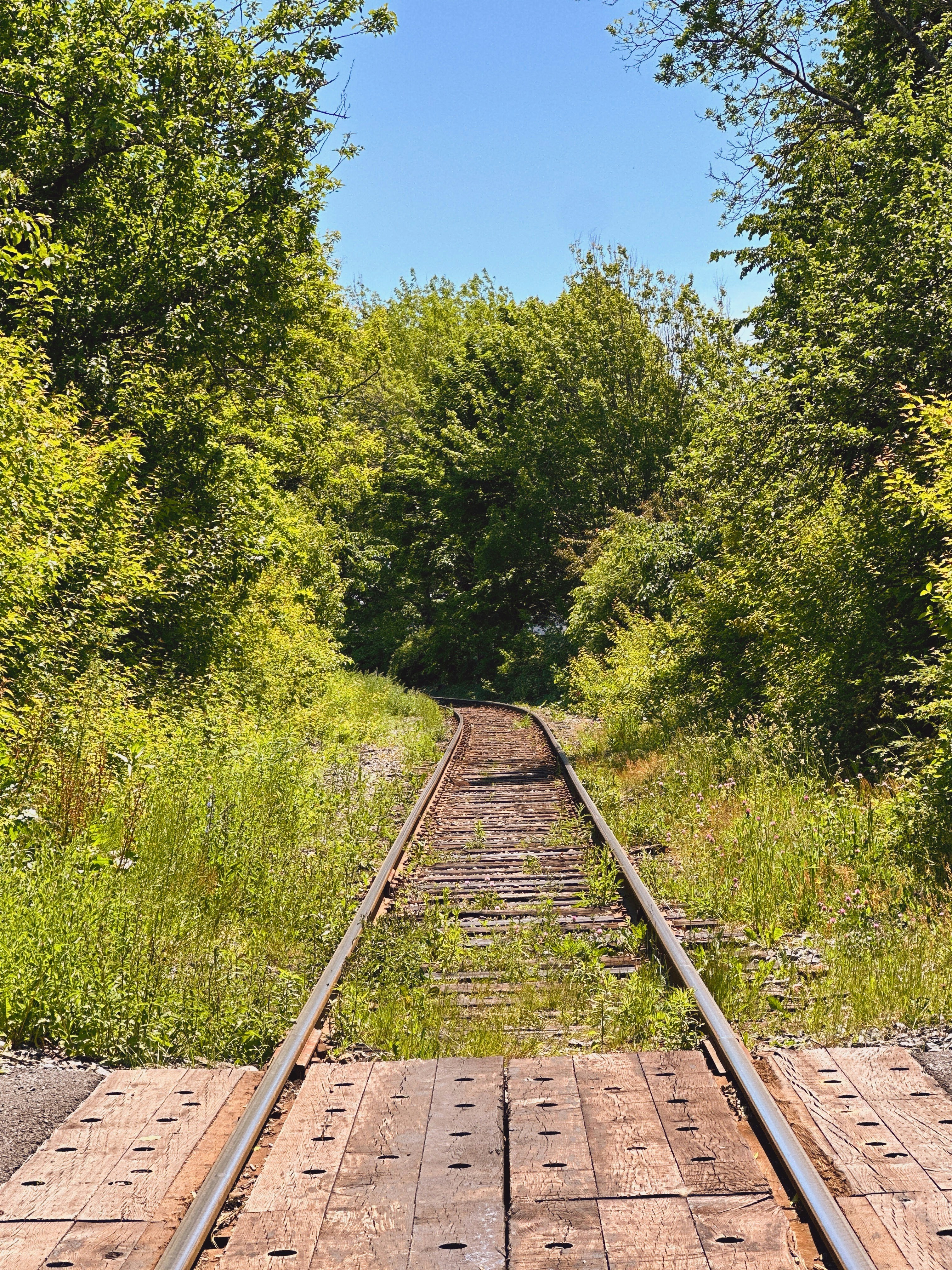 A train track in the middle of a forest