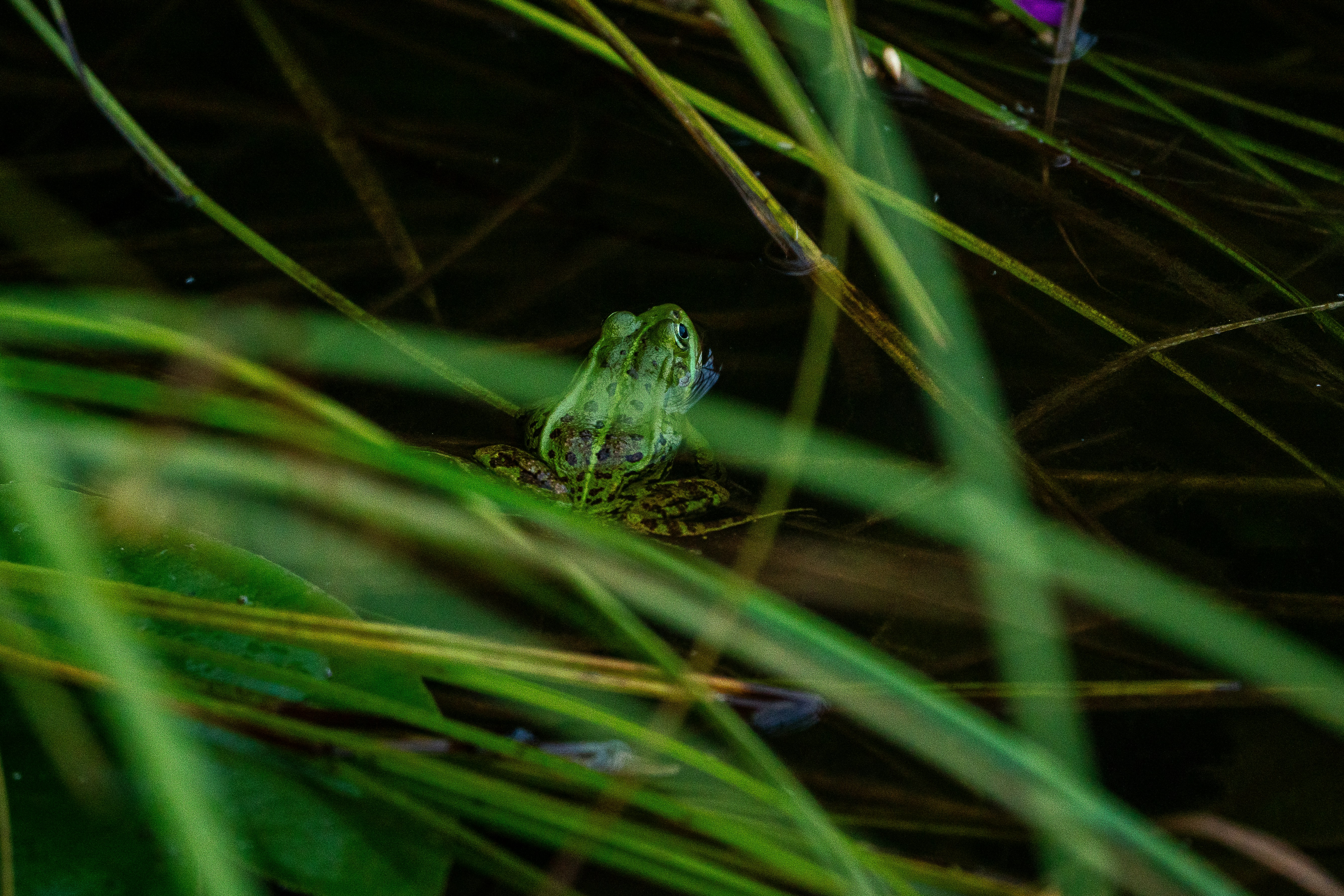 Photo by andruslukas