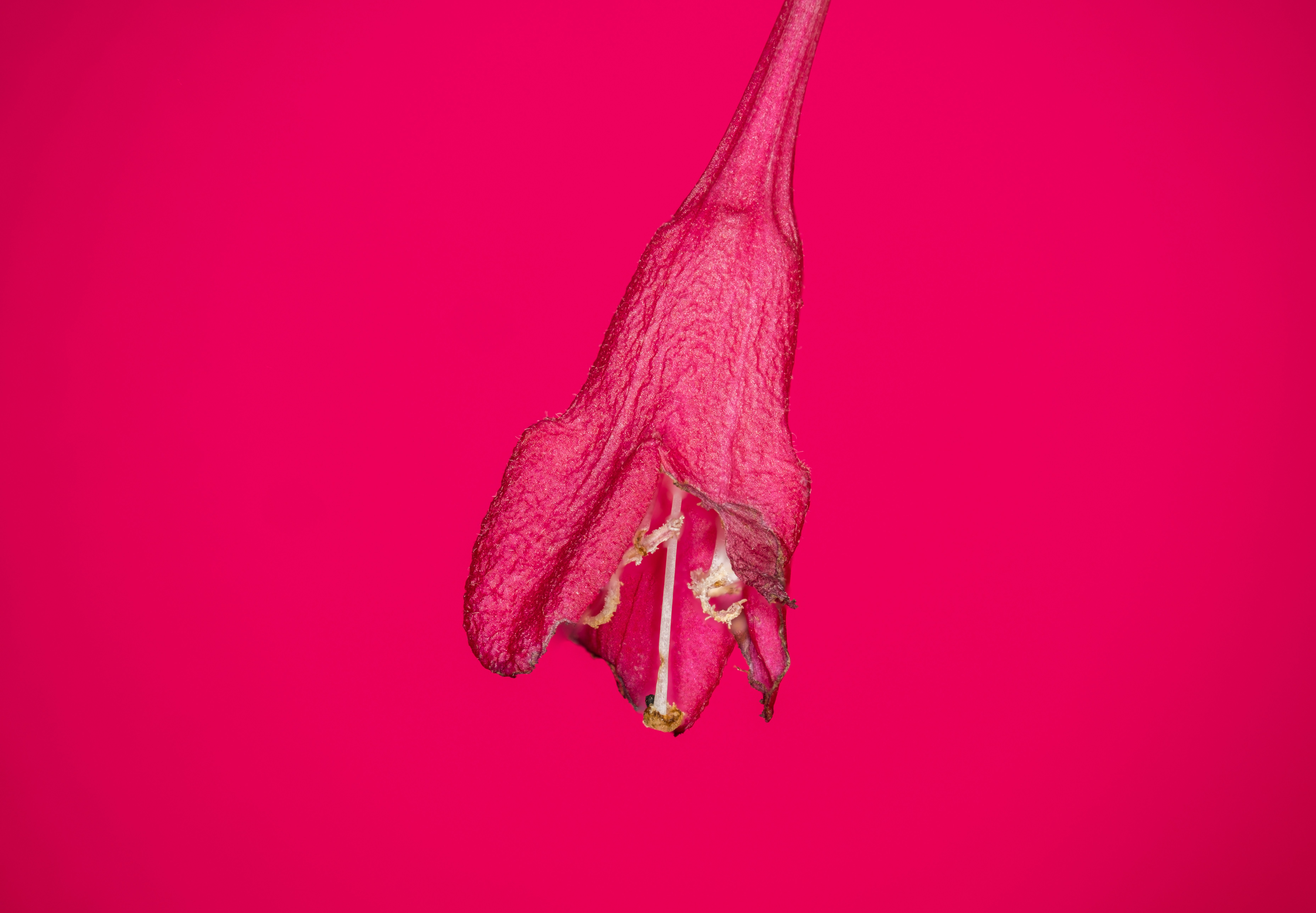 A pink flower on a pink background