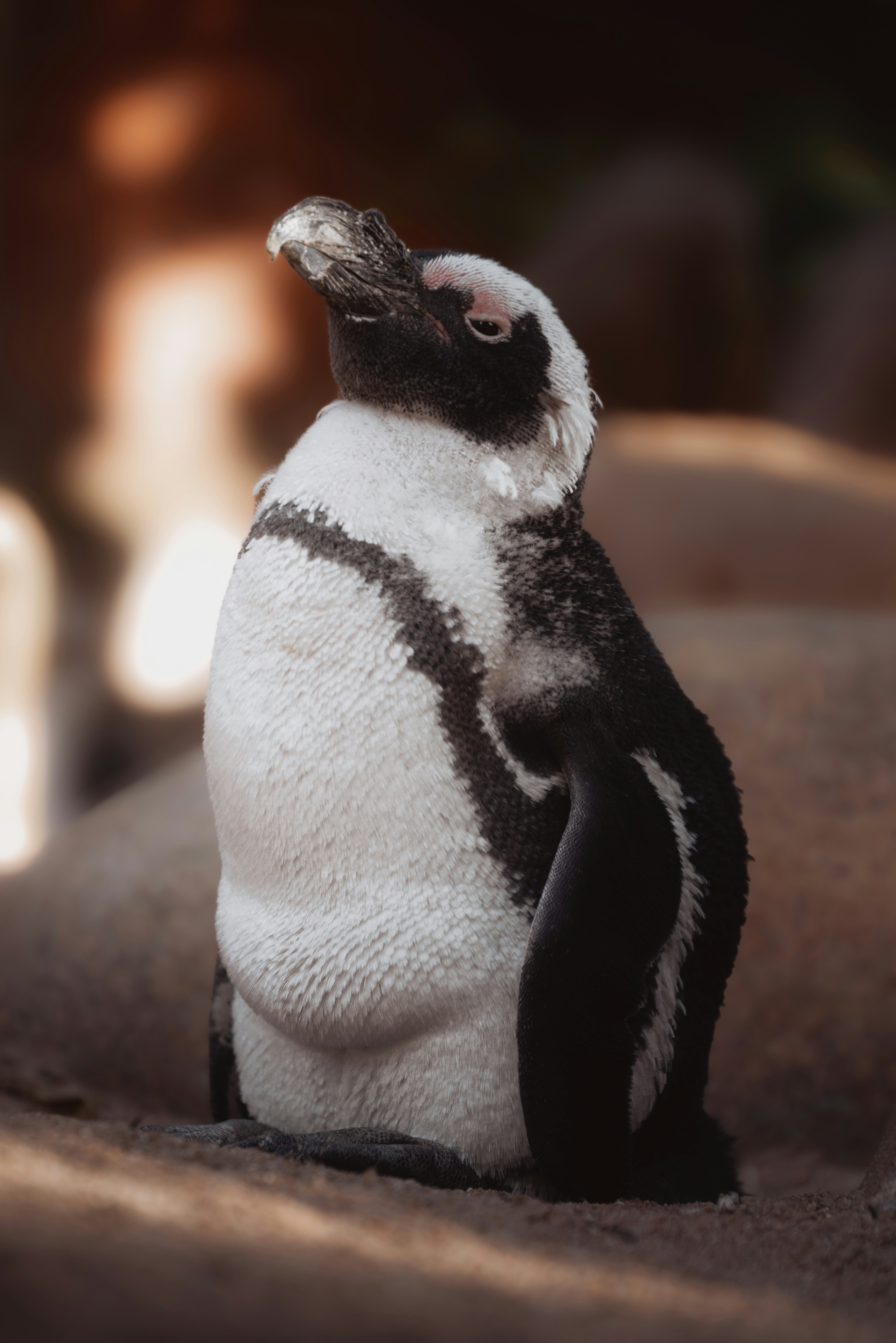 Photo by infernisvox