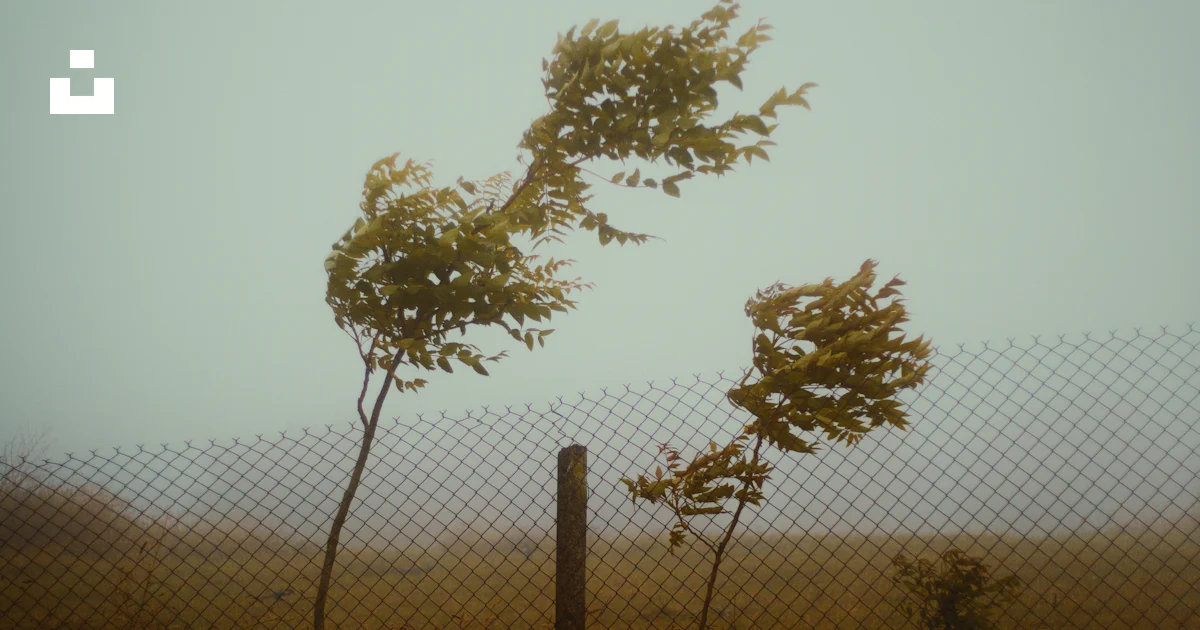 A grassy field with trees blowing in the wind photo – Free Forest Image ...