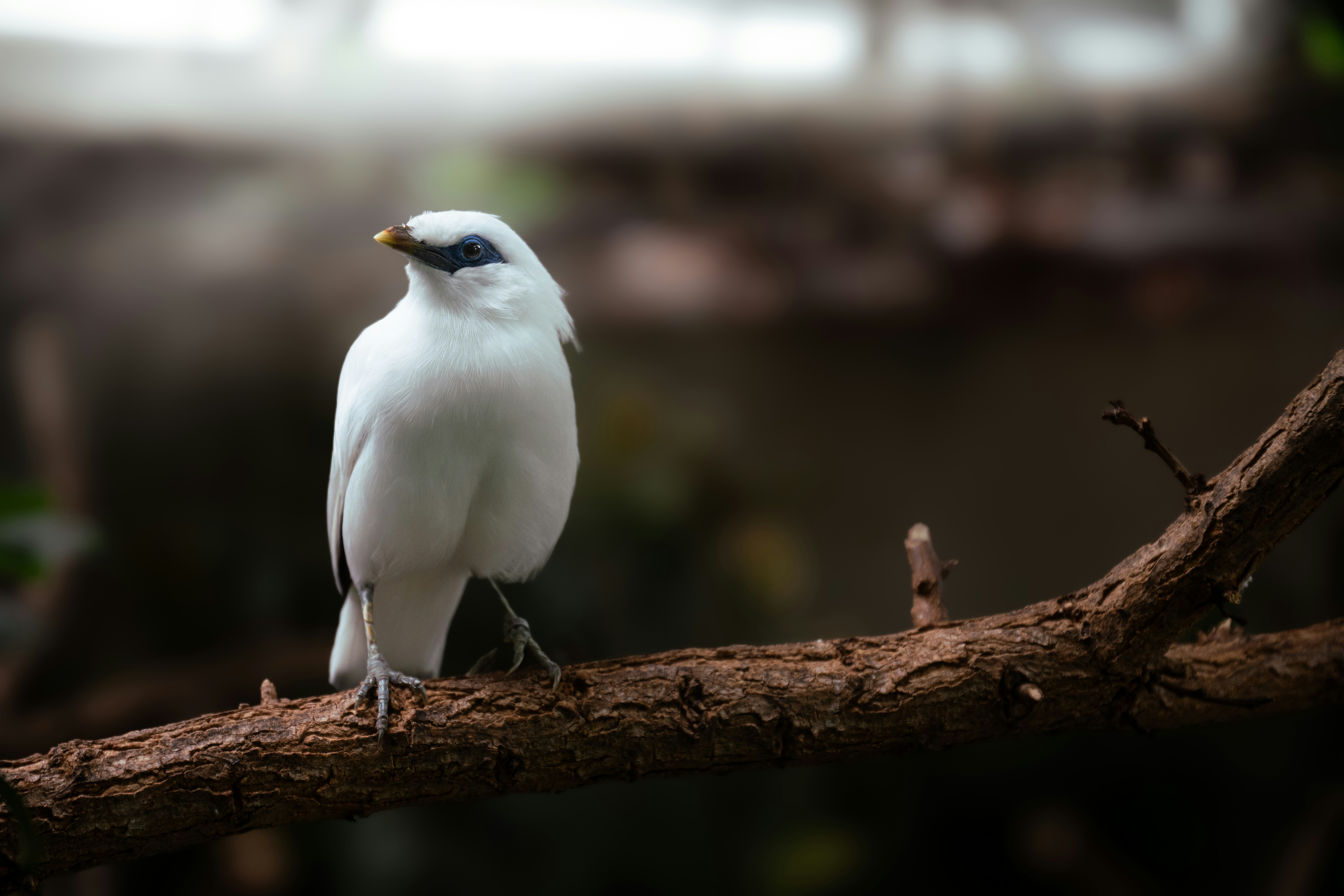 Photo by infernisvox