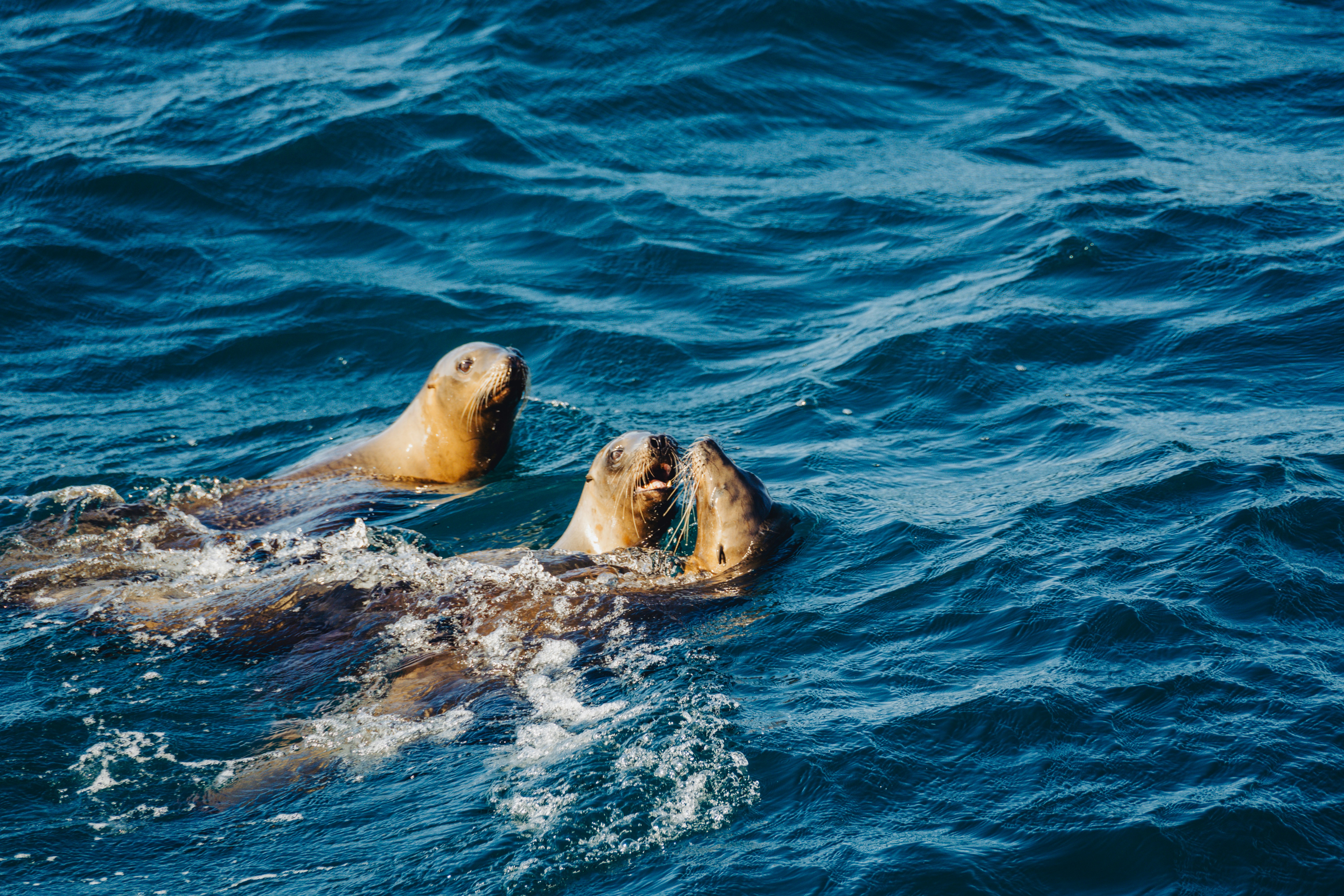 A couple of sea lions swimming in the ocean