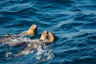 A couple of sea lions swimming in the ocean