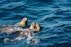 A couple of sea lions swimming in the ocean
