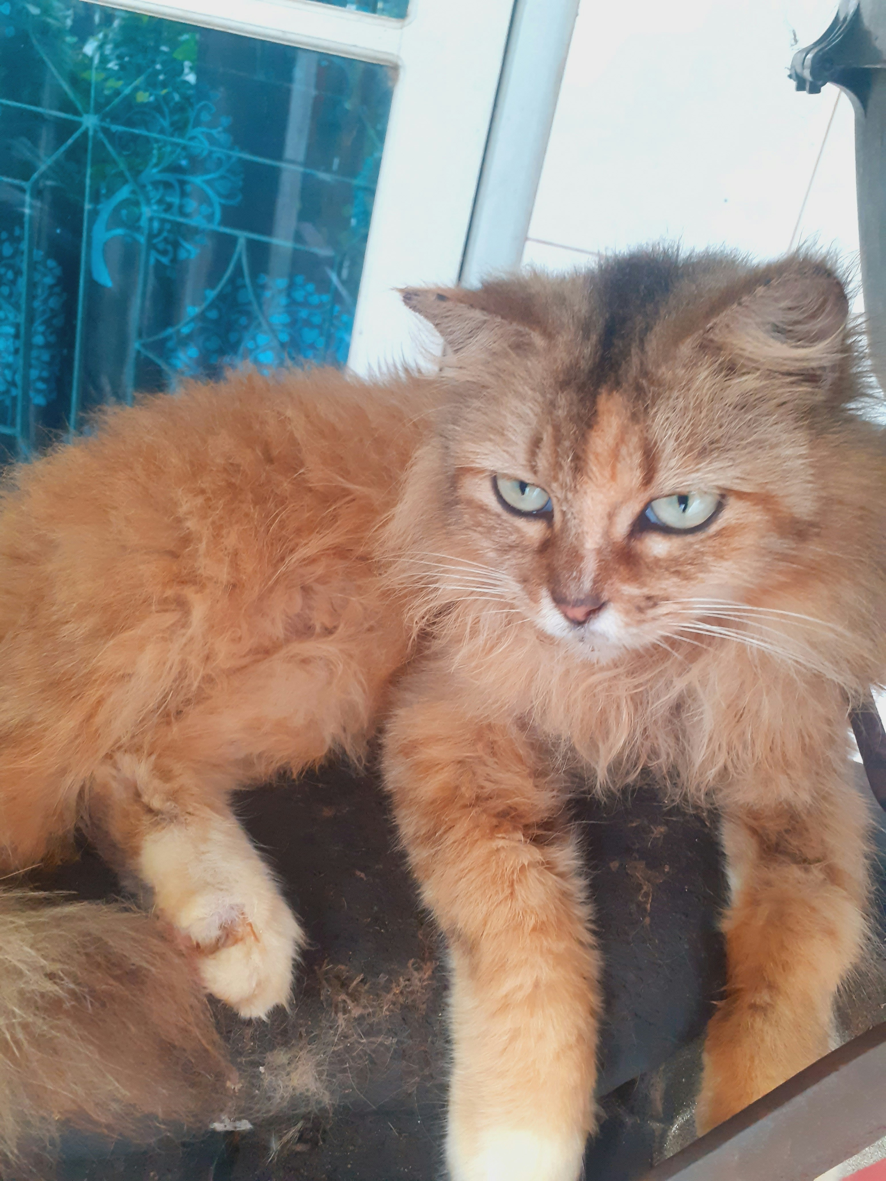 Seekor kucing duduk di atas kursi mobil