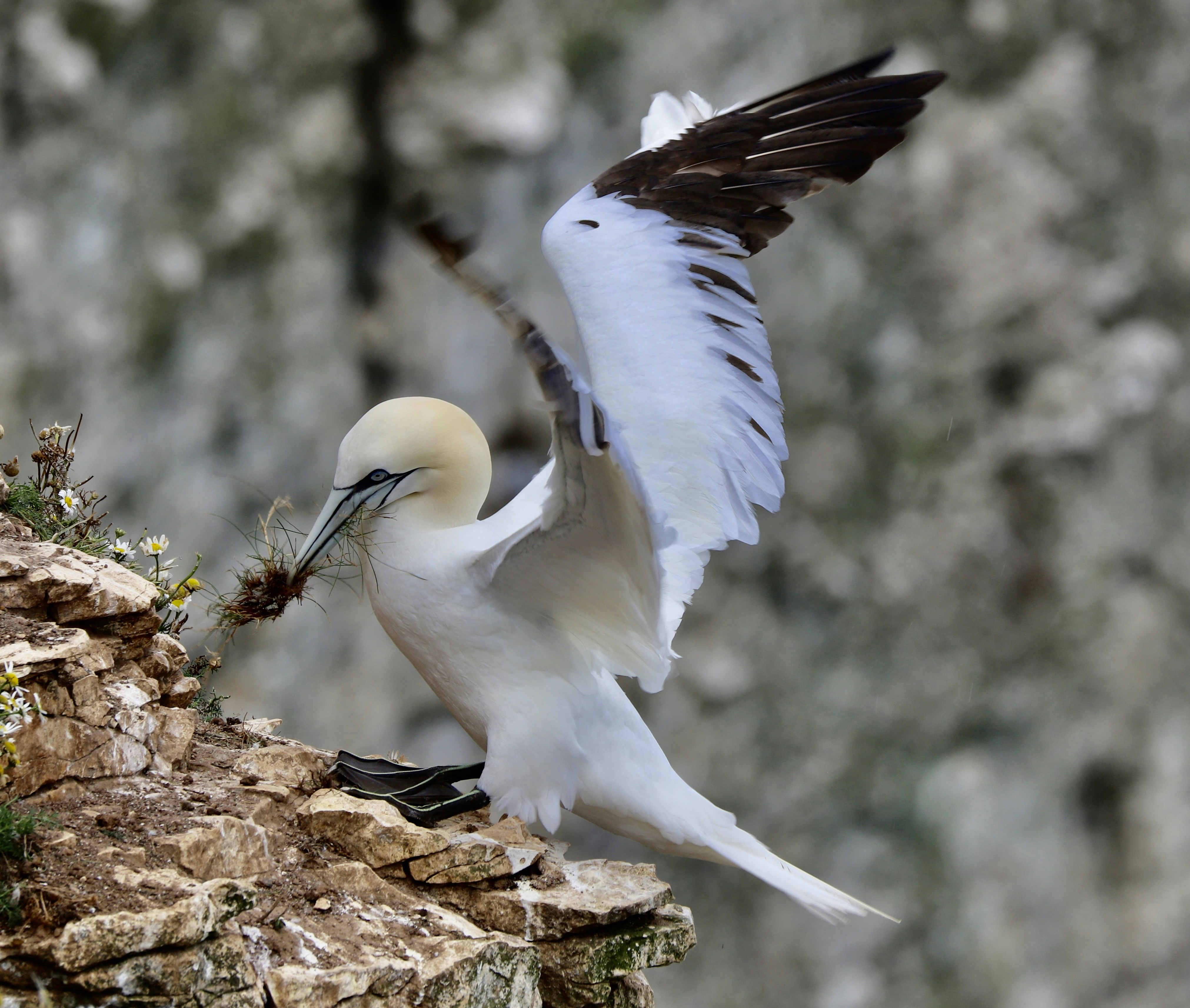 A bird with a long beak standing on a rock