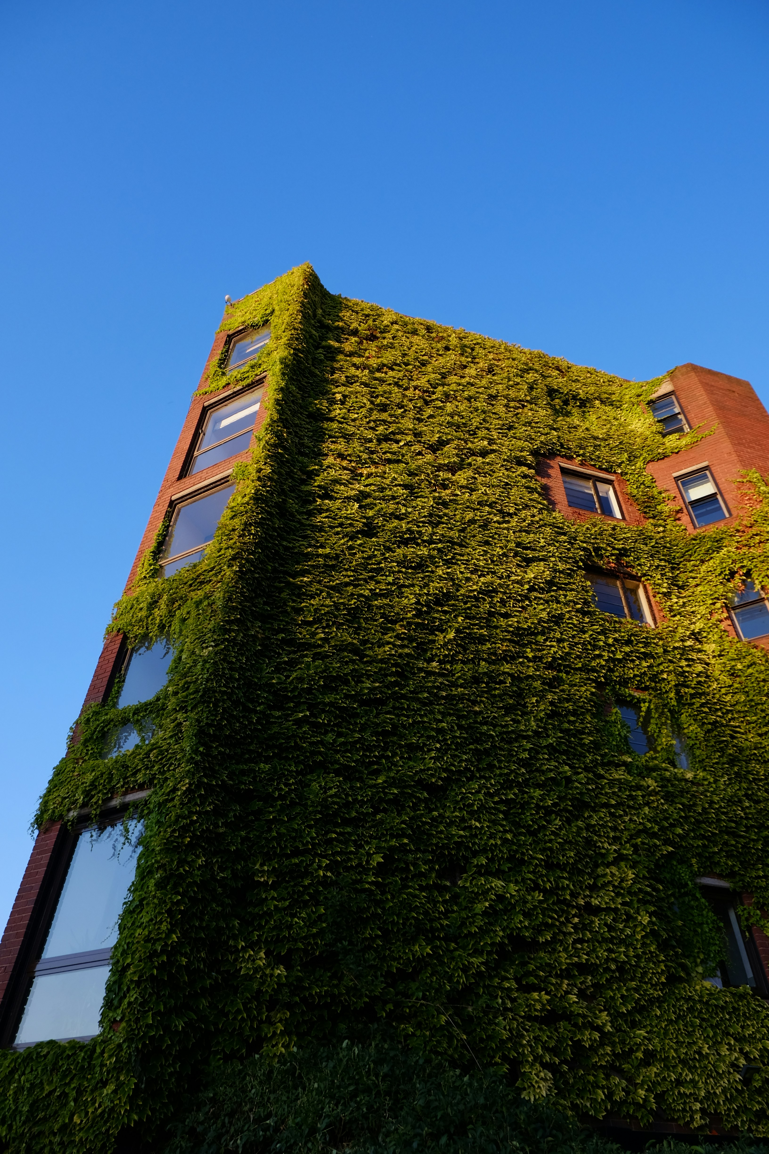 A very tall building covered in lots of green plants