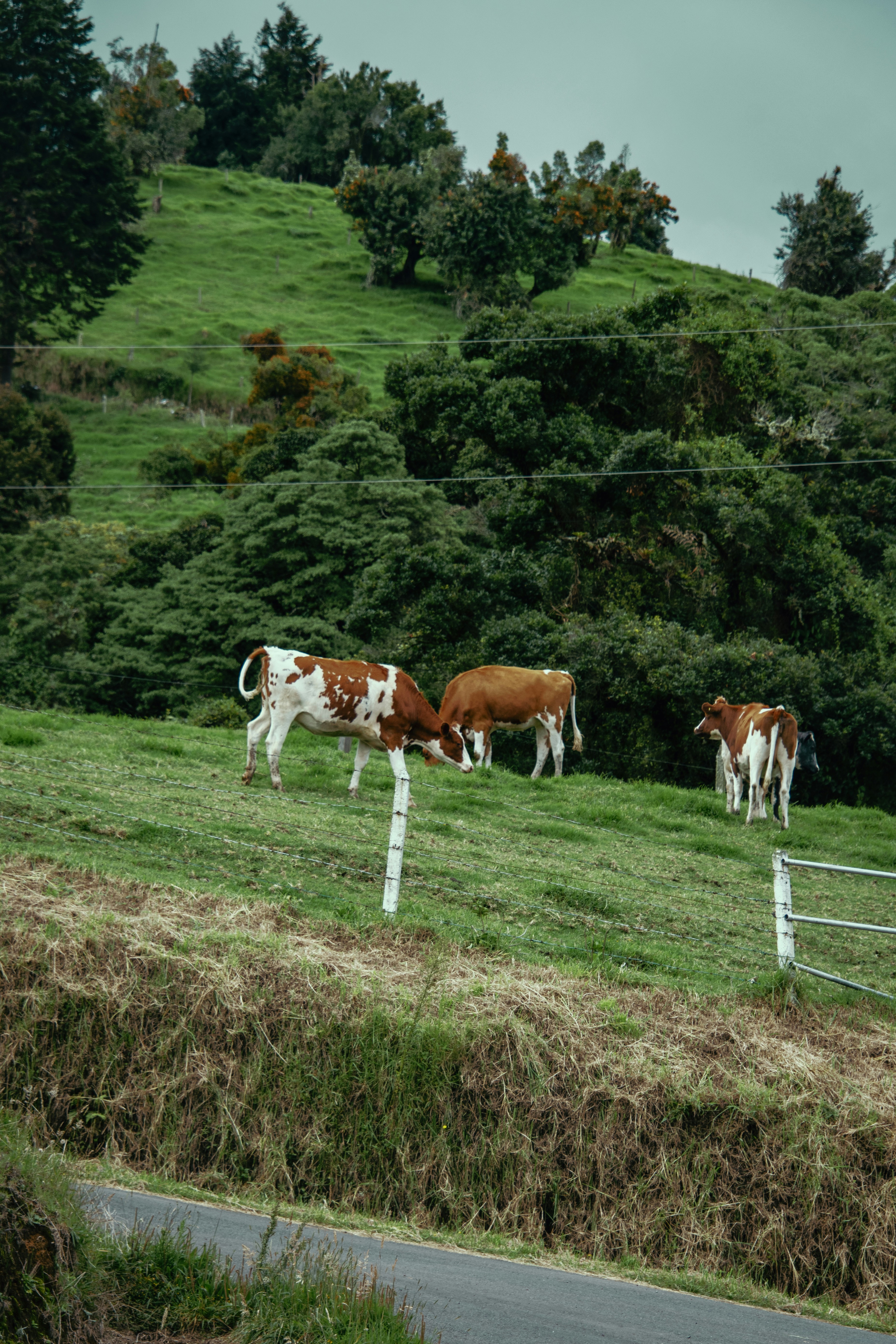 A herd of cattle grazing on a lush green hillside photo – Free Animal ...
