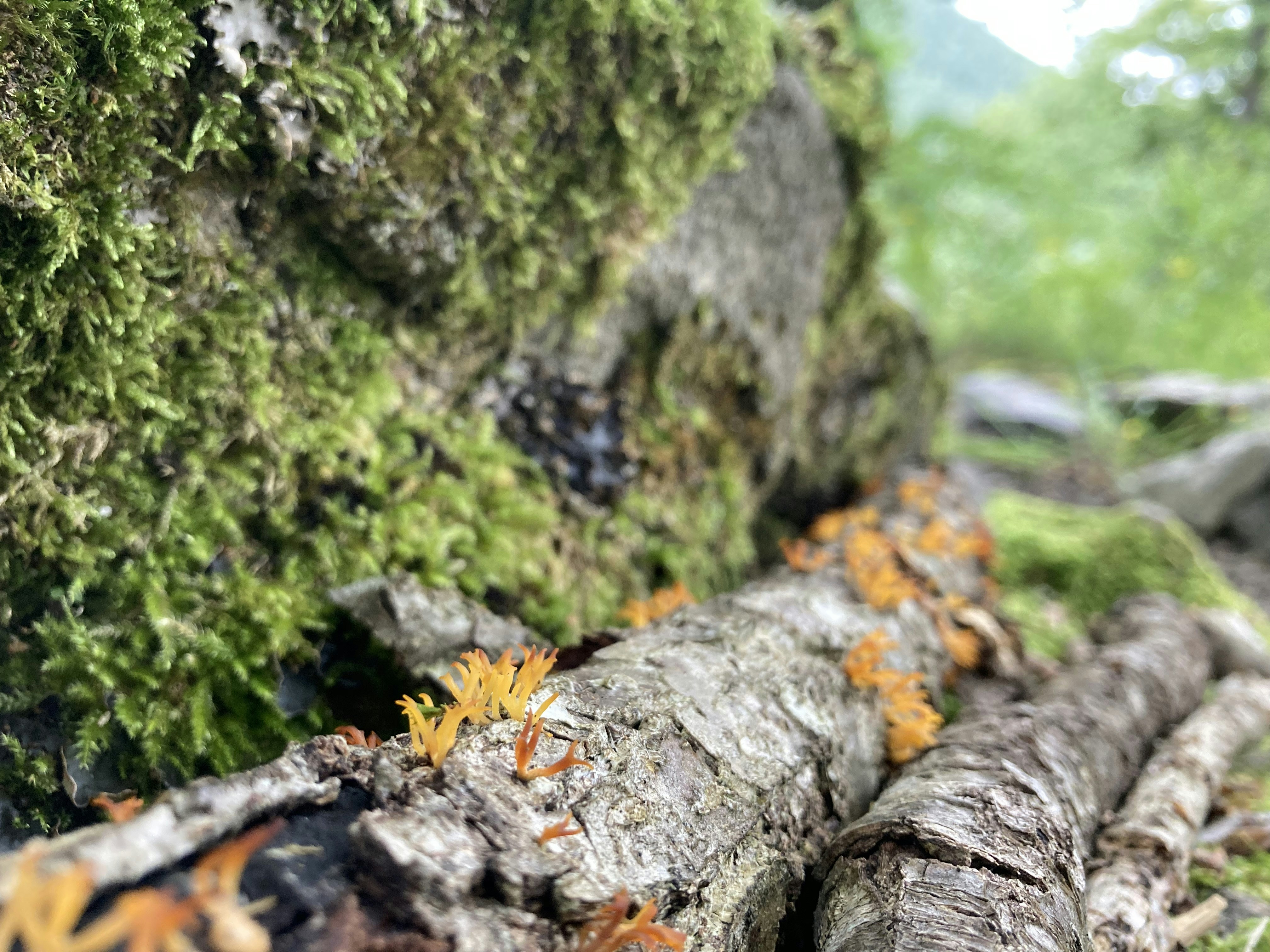 Photo by adilamarion