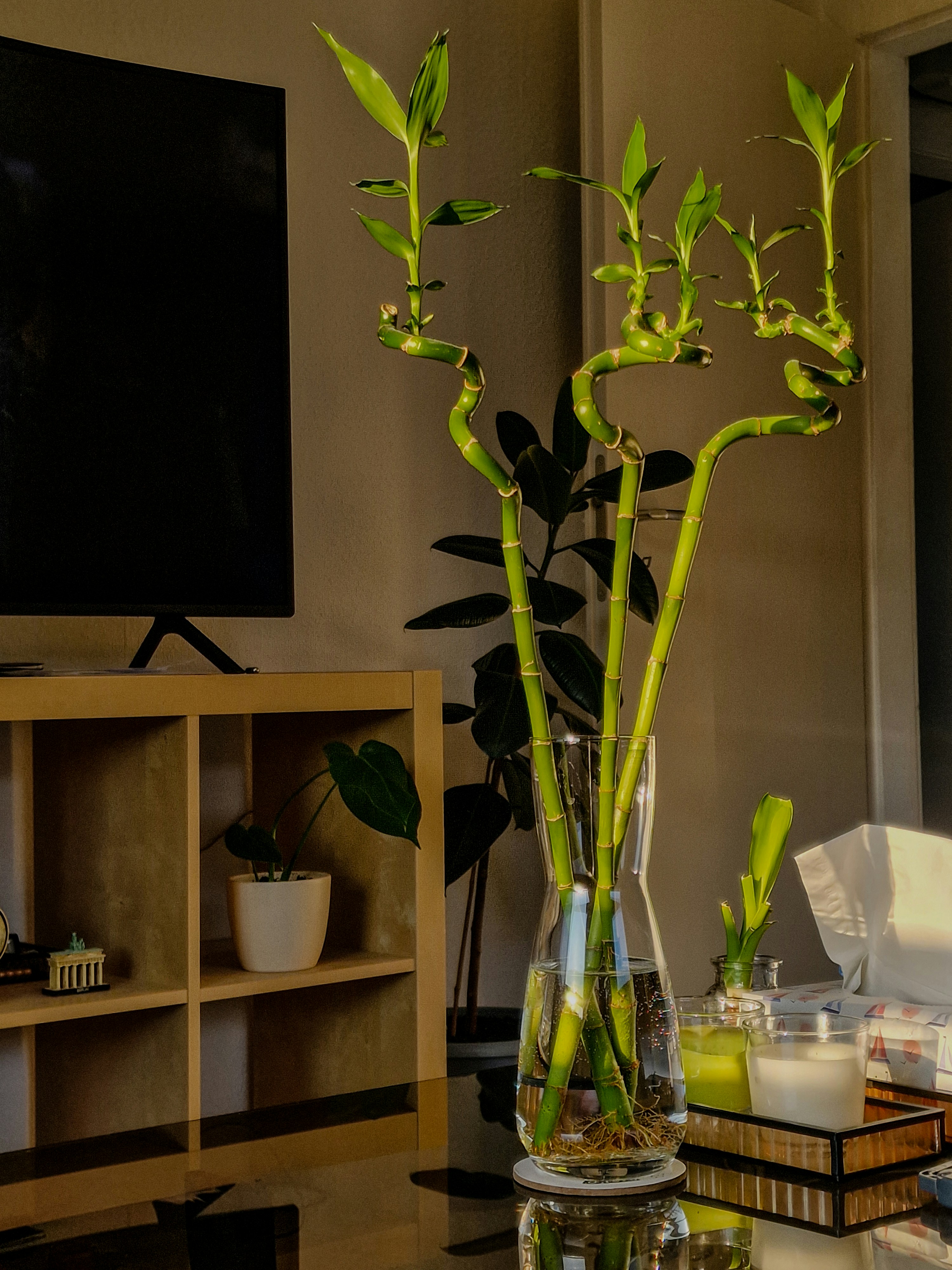Lucky bamboo bonsai arrangement with twisted stalks in dark ceramic bowl