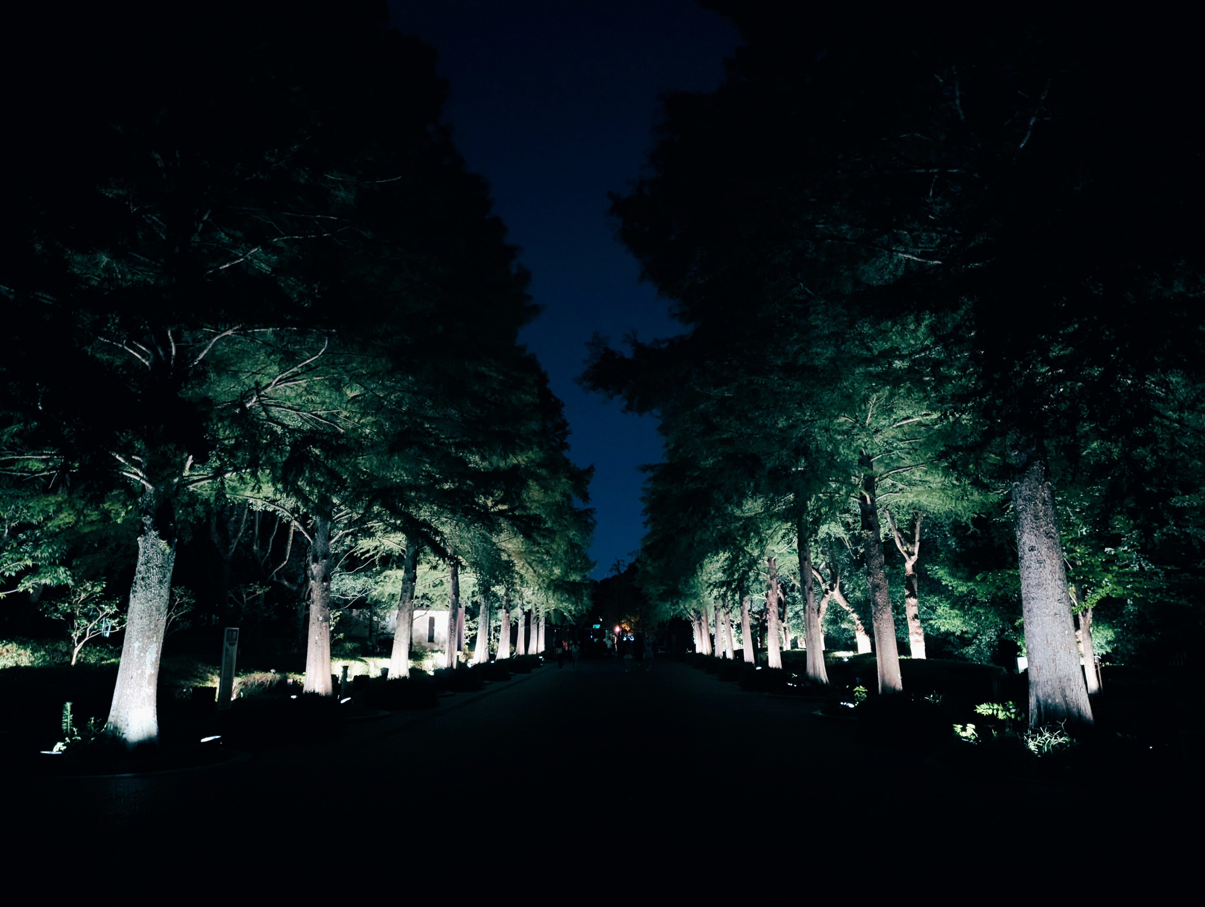 A dark road surrounded by trees at night, 