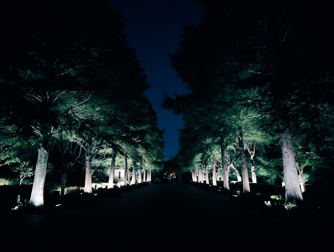 A dark road surrounded by trees at night,