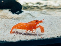 A close up of a small orange animal in the sand