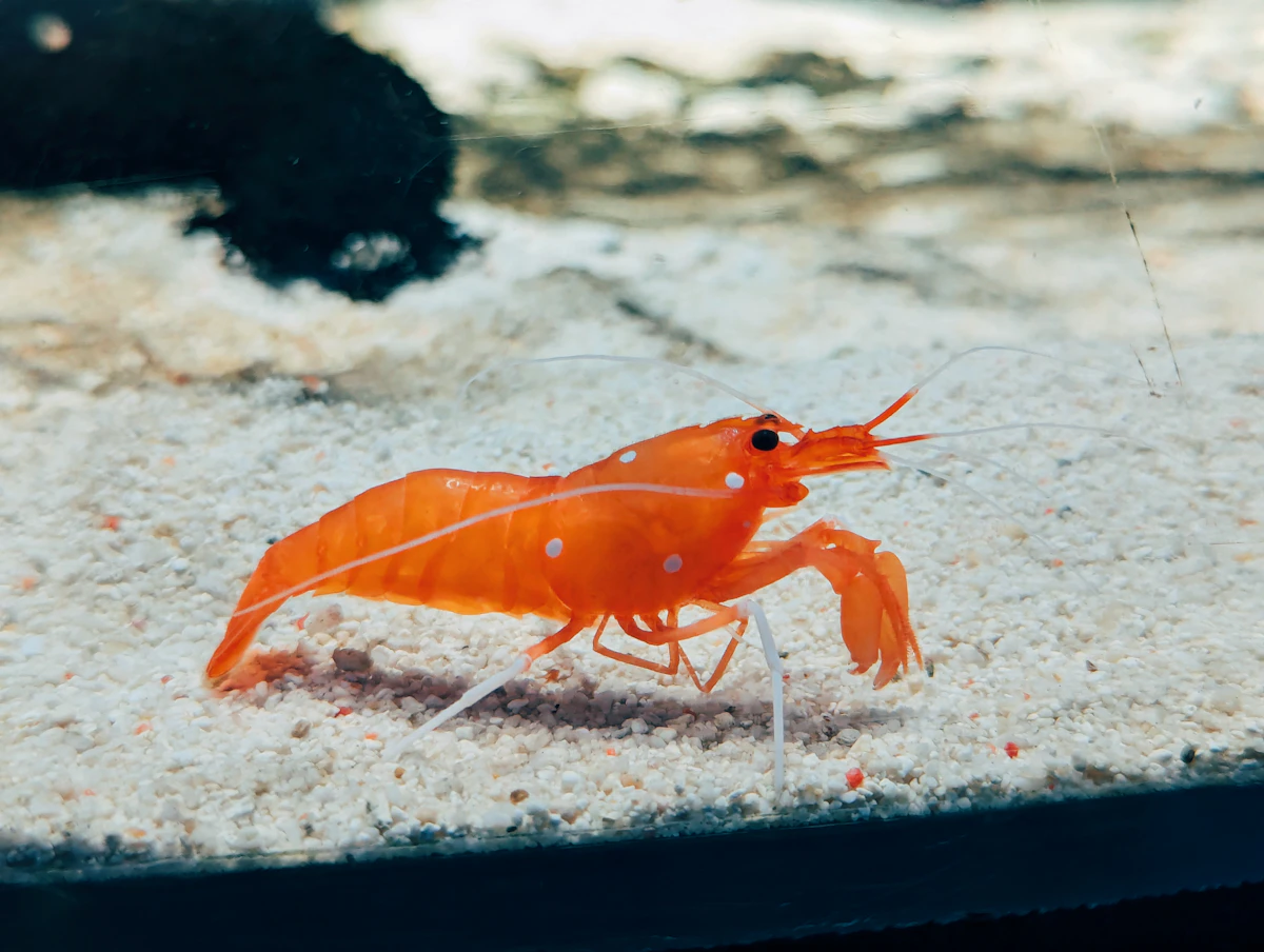 Gamba de cerca sobre arena de acuario