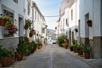 A narrow street with potted plants on both sides