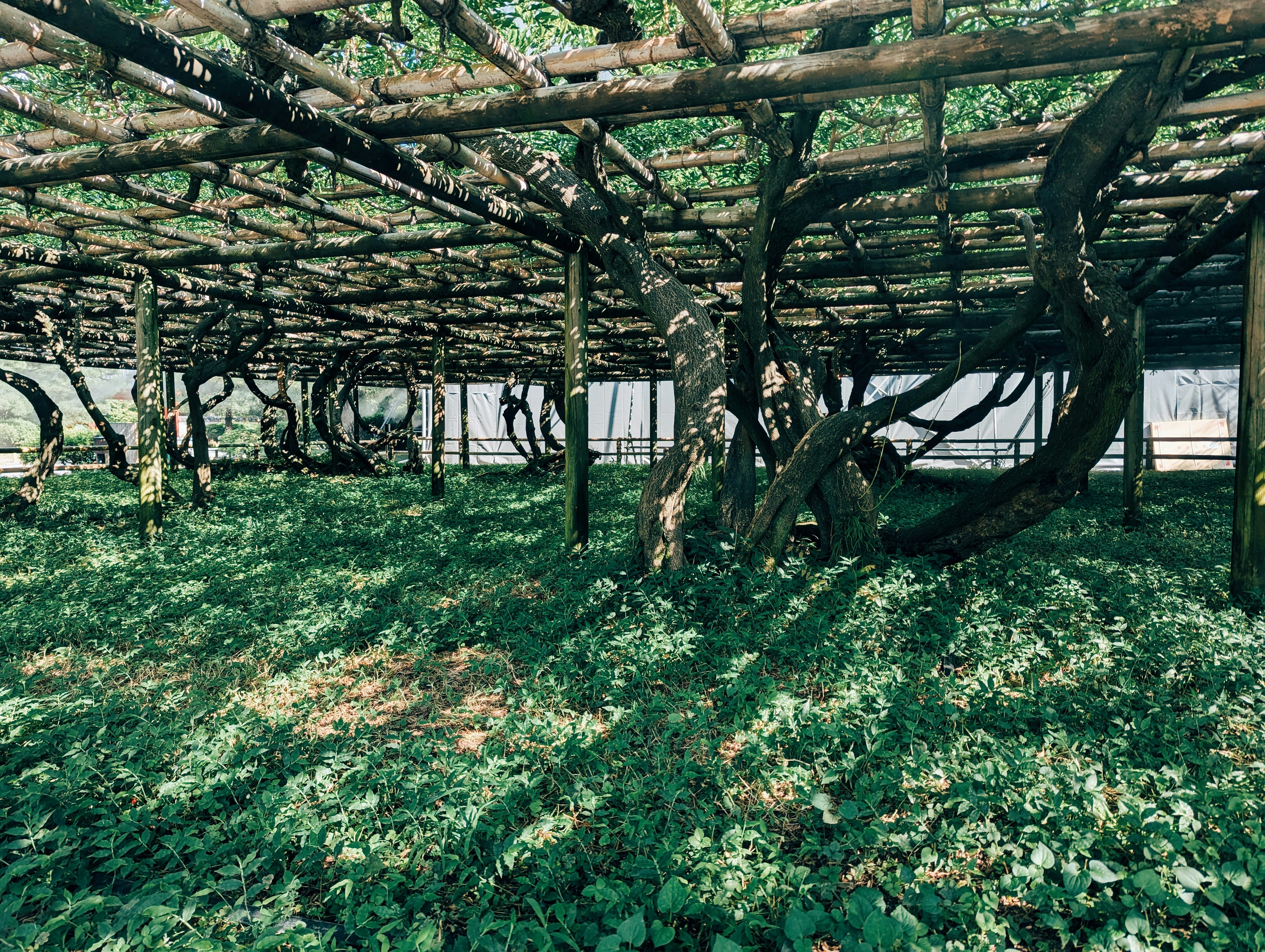 A rustic timber-frame pergola covered in lush green vines, blending naturally with the garden - architectural pergola designs