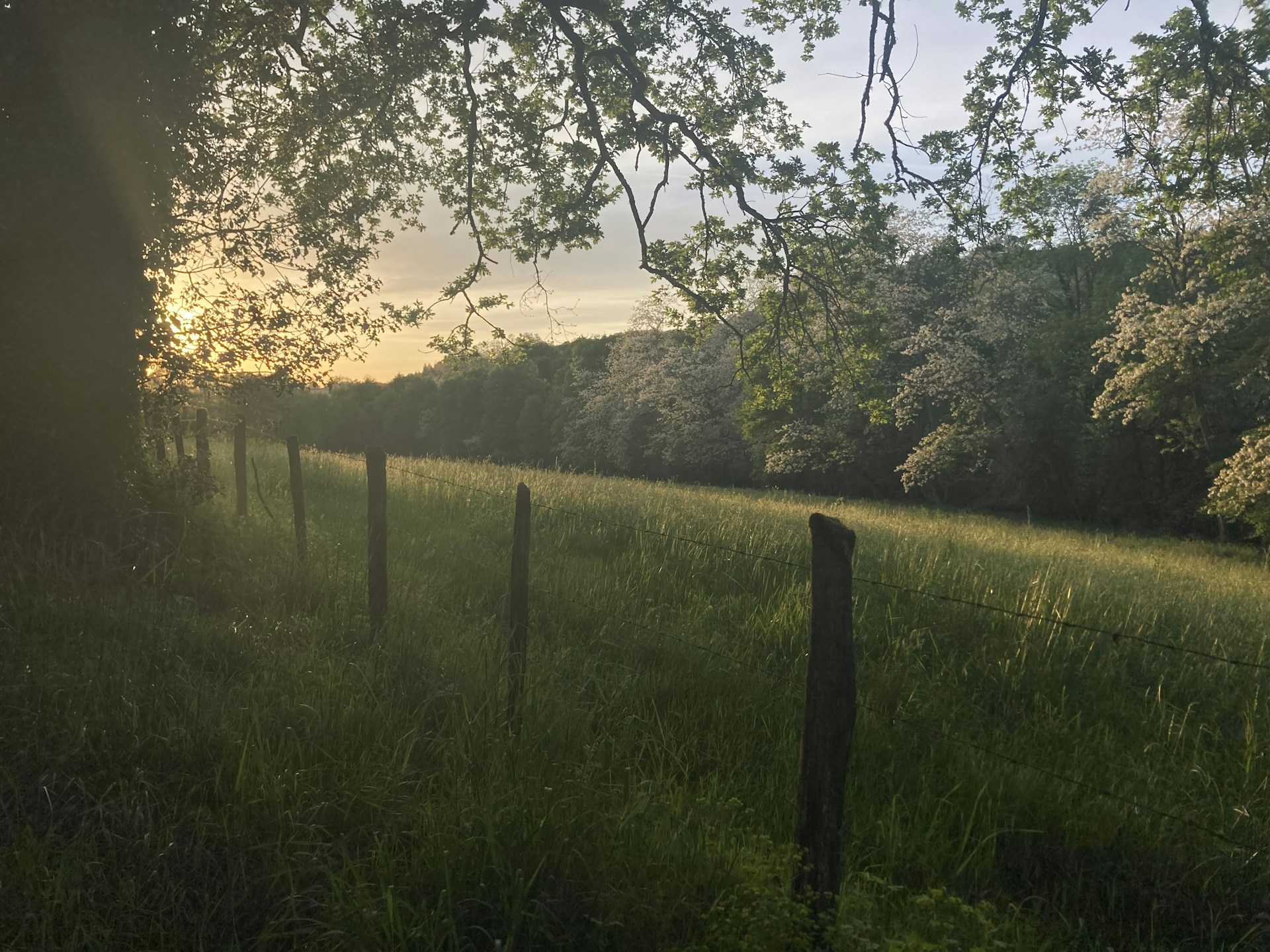 A field with a fence and trees in the background