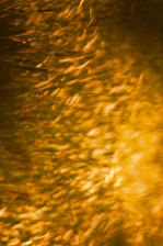 A blurry image of a bird flying through the air