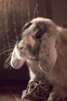 A rabbit sitting on the floor next to a ball of yarn